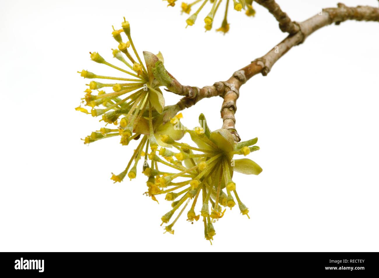 Cornus seed hi-res stock photography and images - Alamy