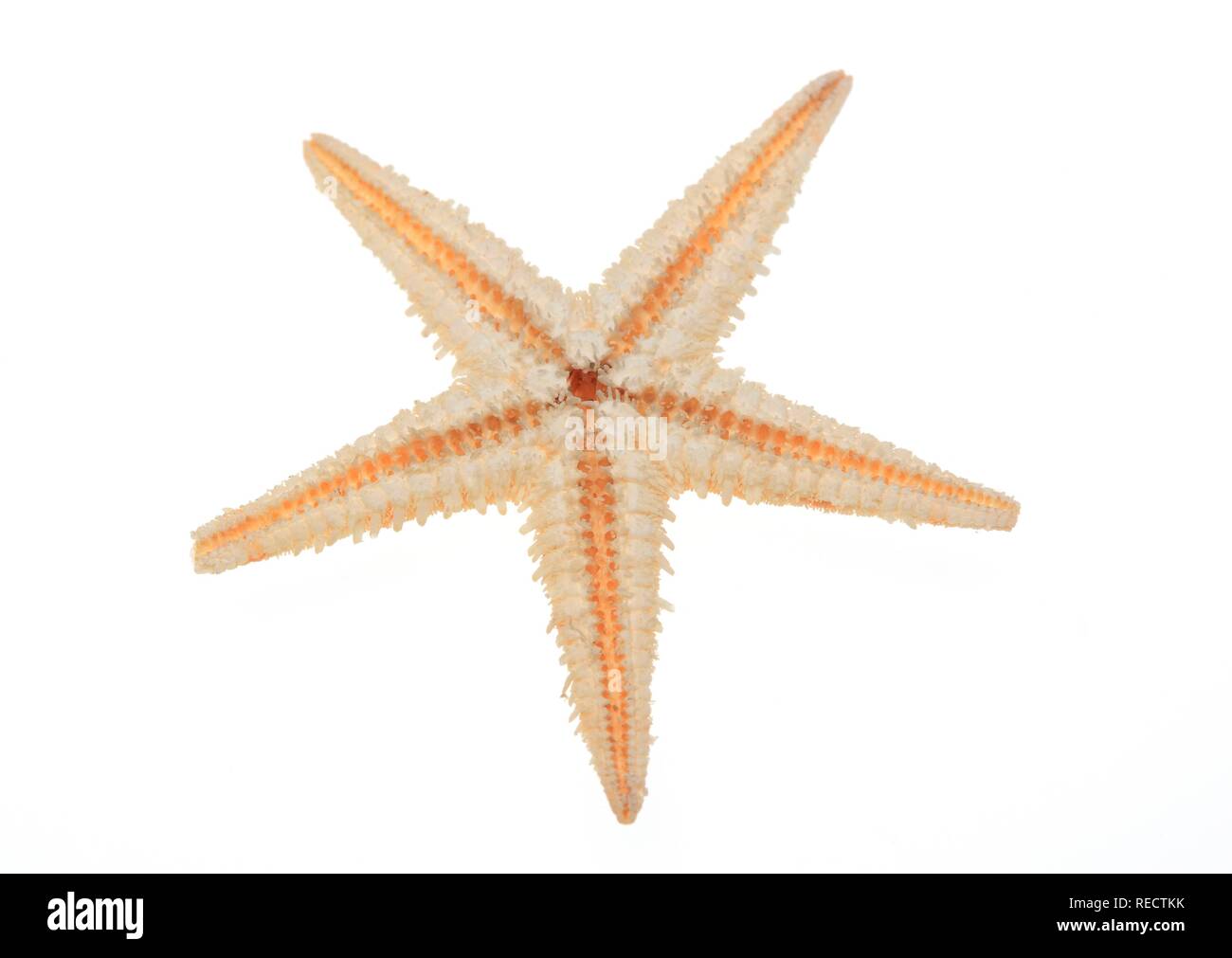 Starfish cutout hi-res stock photography and images - Alamy