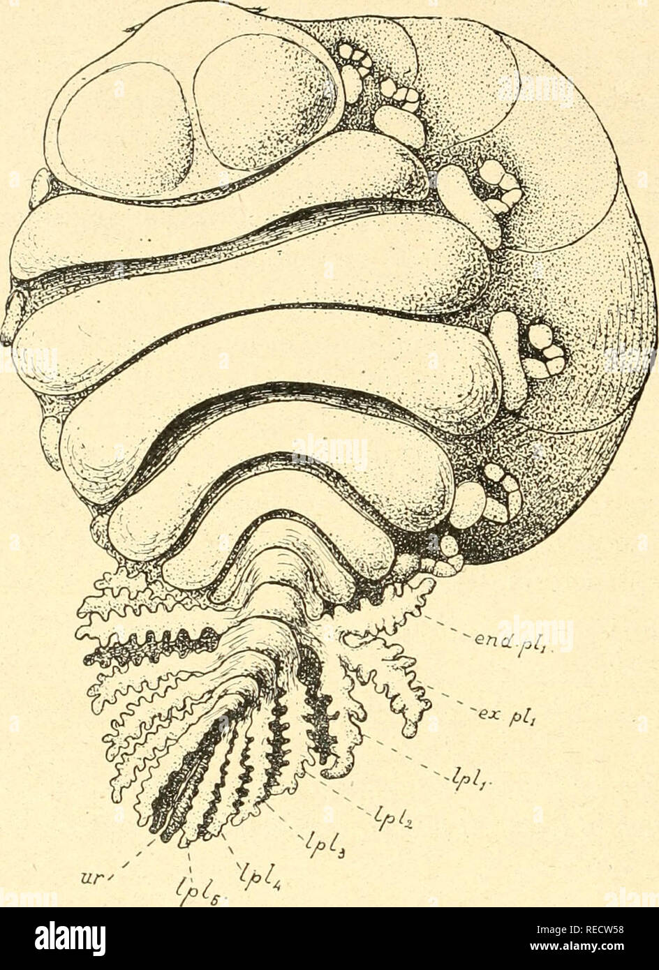 Isopo High Resolution Stock Photography And Images Alamy