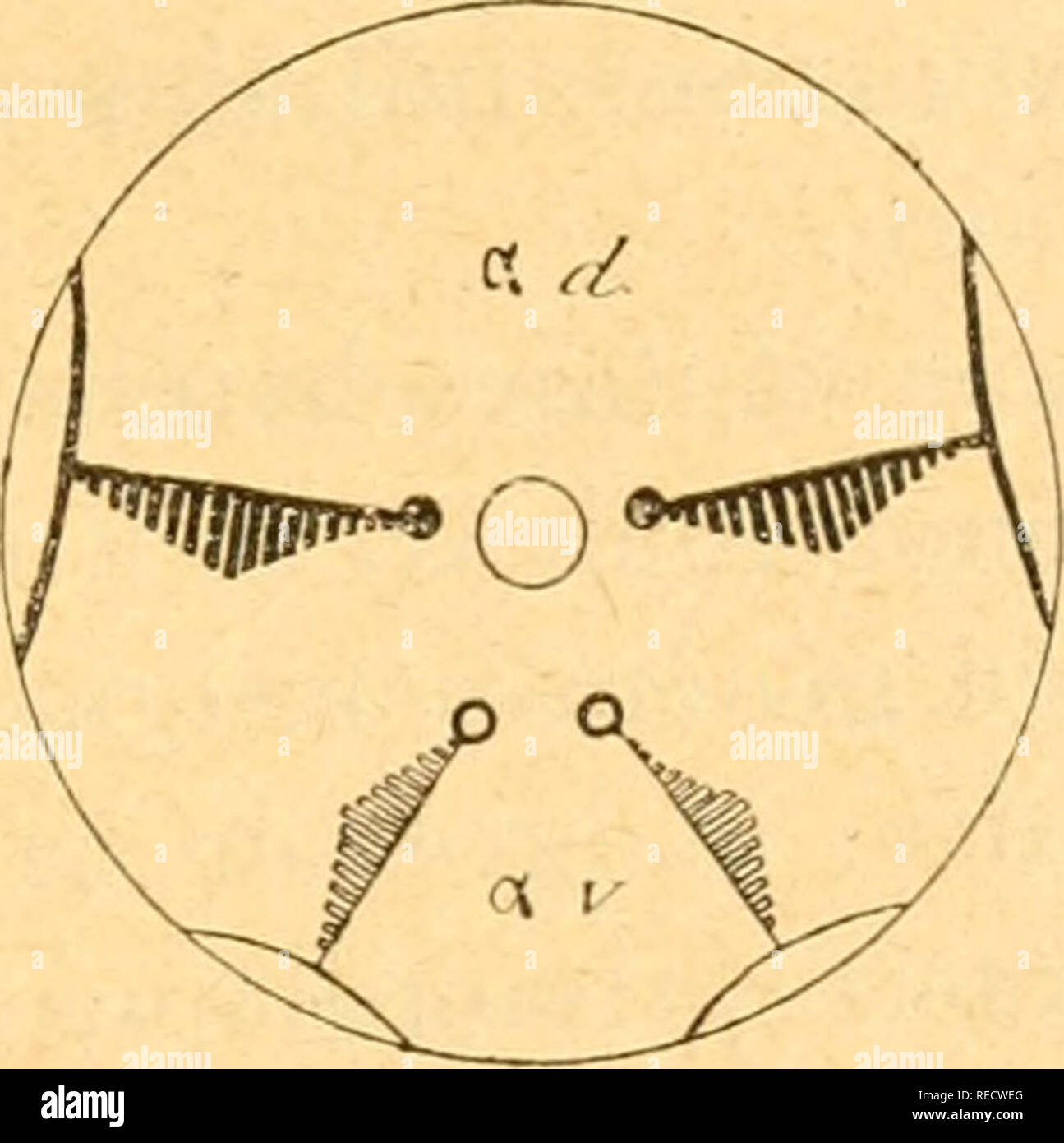 Lettre grecque hires stock photography and images Alamy