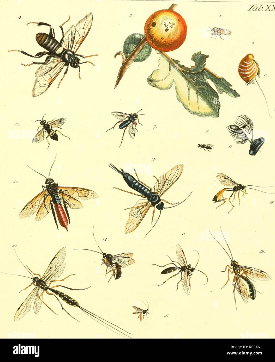 Dr Sulzers Abgekurtze Geschichte Der Insecten Nach Dem Linaeischen System Erster Zweeter Theil Insects Crustacea Insects C Uy K J O V Hymenoftera Tad Xx Z Please Note That These Images Are Extracted From Scanned Dr Sulzers Abgekurtze Geschichte Der Insecten Nach Dem Linaeischen System Erster Zweeter Theil Insects Crustacea Insects C Uy K J O V Hymenoftera Tad Xx Z Please Note That These Images Are Extracted From Scanned