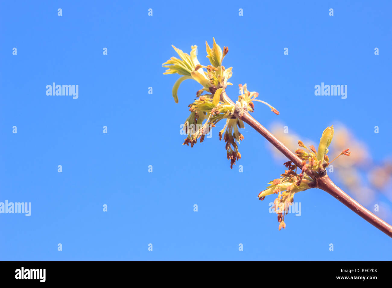 Close-up photo of spring young fresh leaves on tree branches with buds ...