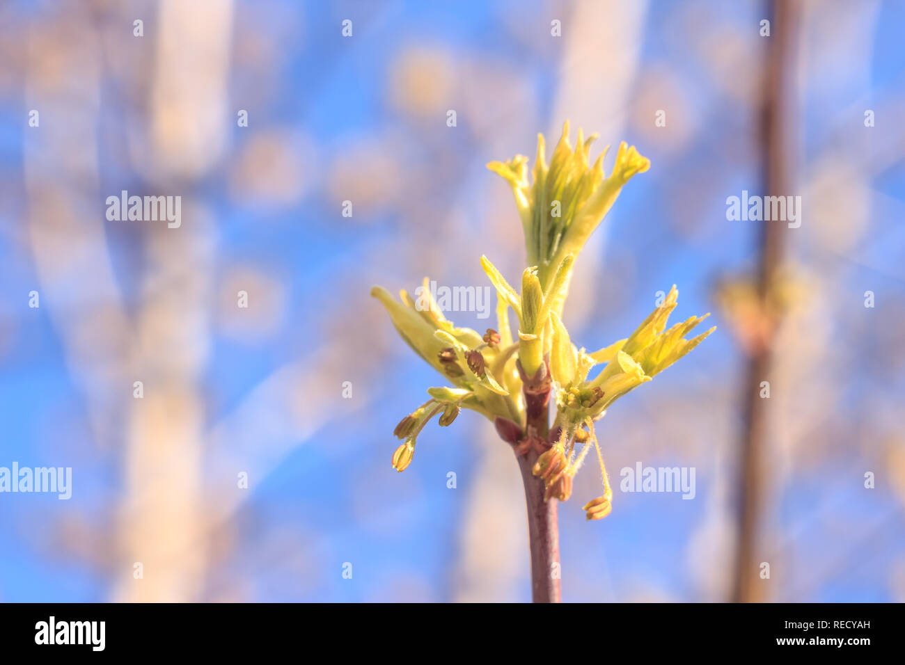 Close-up photo of spring young fresh leaves on tree branches with buds ...