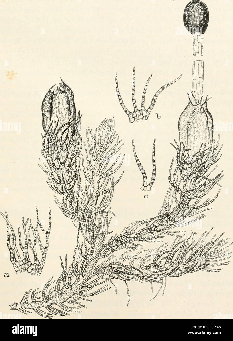 Dr. L. Rabenhorst's Kryptogamen-Flora von Deutschland, Oesterreich und der  Schweiz. Cryptogams -- Germany; Cryptogams -- Austria; Cryptogams --  Switzerland. Blepharostoma. 305 zum Grunde in 4 einzellreihige, bors t enf  ör mige