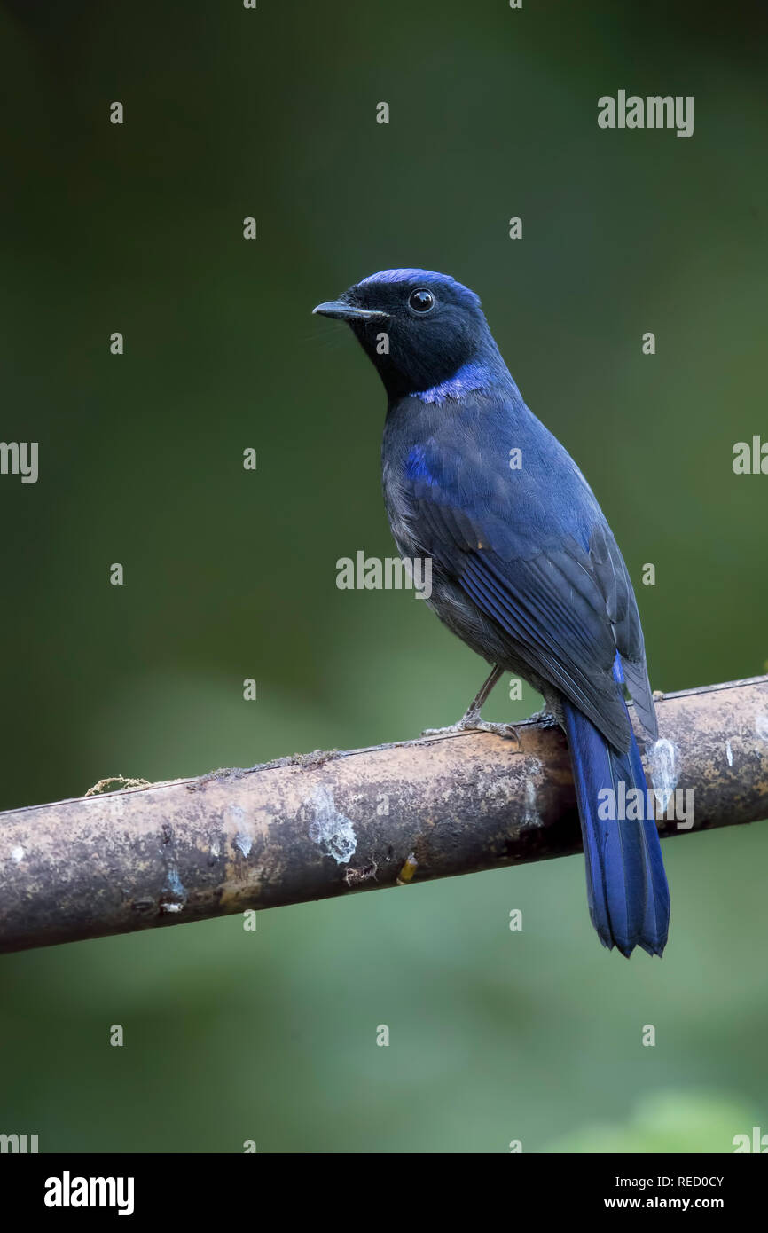 Male Large Niltava Stock Photo