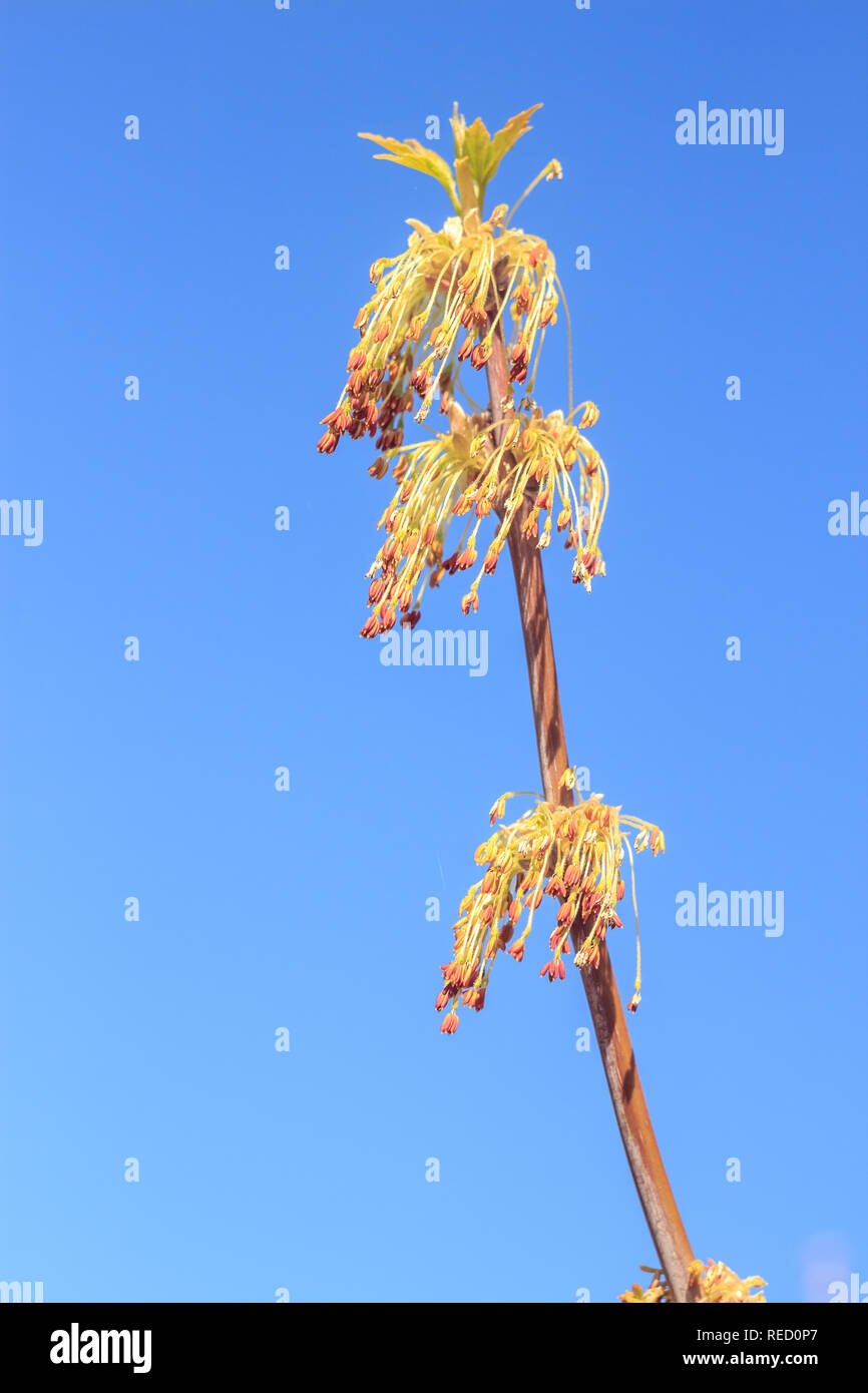 Close-up photo of spring young fresh leaves on tree branches with buds ...