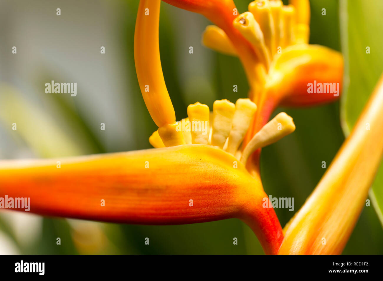Heliconia macro blur background. Close up defocused flower. Stock Photo