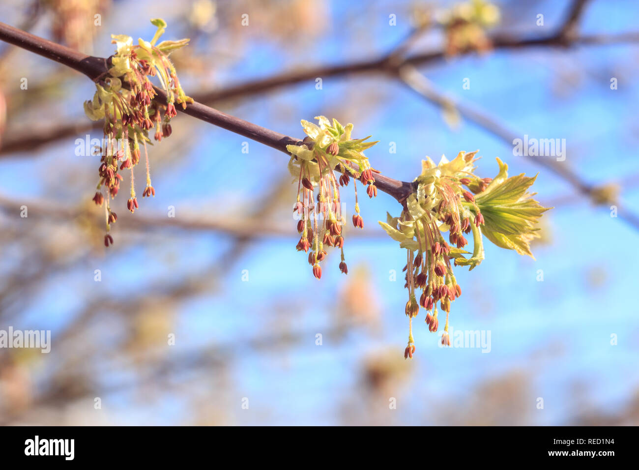 Close-up photo of spring young fresh leaves on tree branches with buds ...