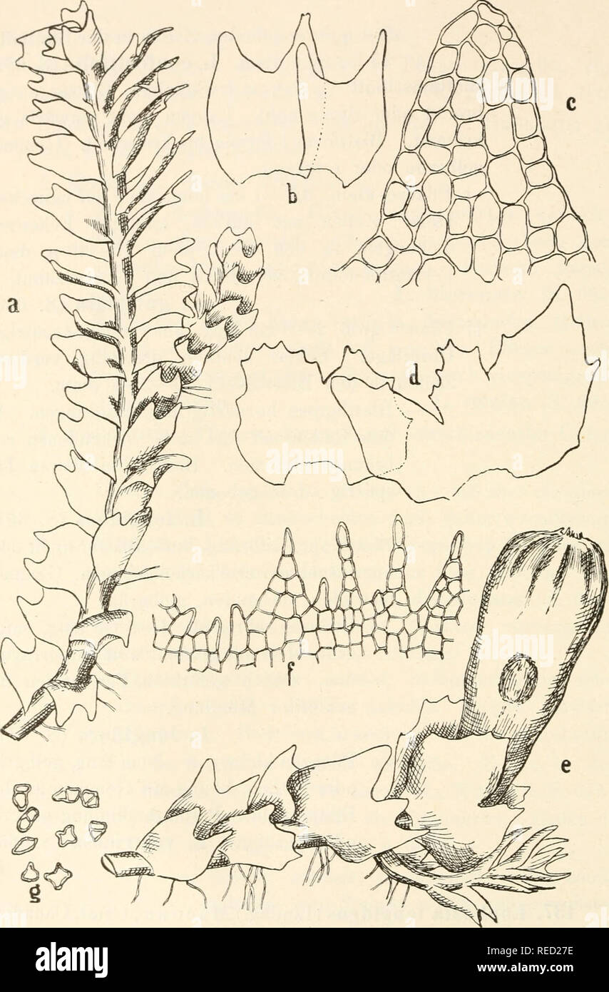 . Dr. L. Rabenhorst's Kryptogamen-Flora von Deutschland, Oesterreich und der Schweiz. Cryptogams -- Germany; Cryptogams -- Austria; Cryptogams -- Switzerland. 662. &amp;^ Fig. 308. Lophozia longidens. a Stück einer sterilen Pflanze, Vergr. '^Vi; ^^ einzelne Blätter ausgebreitet, Vergr.^o/, ; c Zellnetz eines Blattzipfels, Vergr. ^oo/^ ; d 9 Hüllblätter ausgebreitet, Vergr. ^o/j; e Perianth tragendes Stengelstück, Vergr. ^w ; f Stück der Perianthmündung, Vergr. g Gemmen, Vergr. ^^^/i. Please note that these images are extracted from scanned page images that may have been digitally enhanced for  Stock Photo