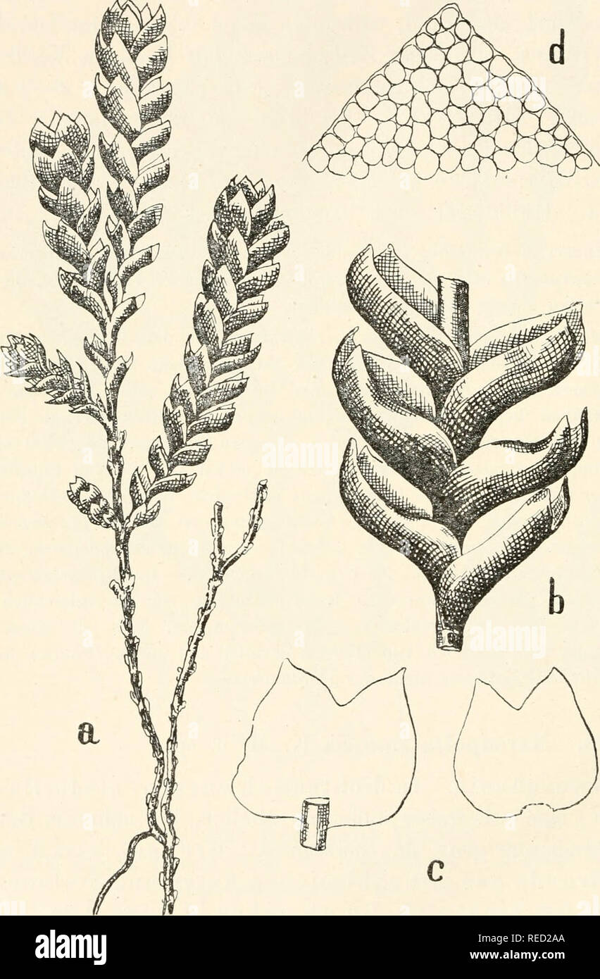 . Dr. L. Rabenhorst's Kryptogamen-Flora von Deutschland, Oesterreich und der Schweiz. Cryptogams -- Germany; Cryptogams -- Austria; Cryptogams -- Switzerland. 472 Marsq)dla. vorwärts gerichtet, vom Stengel abstehend, konvex, ausgebreitet breit eiförmig bis quadratisch, 0,5 mm breit und 0,55 mm lang, am Grunde am breitesten, ^U — ^k durch scharfen, recht- winkeligen Einschnitt in zwei eiförmige, zugespitzte,. Fig. 253. Marsnpella ramosa. a Pflanze, Verg. %; b Stengelstück, Vergr. ^^/i; c ausgebreitete Blätter, Yerg. ^71 &gt; (1 Zellnetz eines Blattzipfels, Verg. ^^7i-. Please note that these i Stock Photo