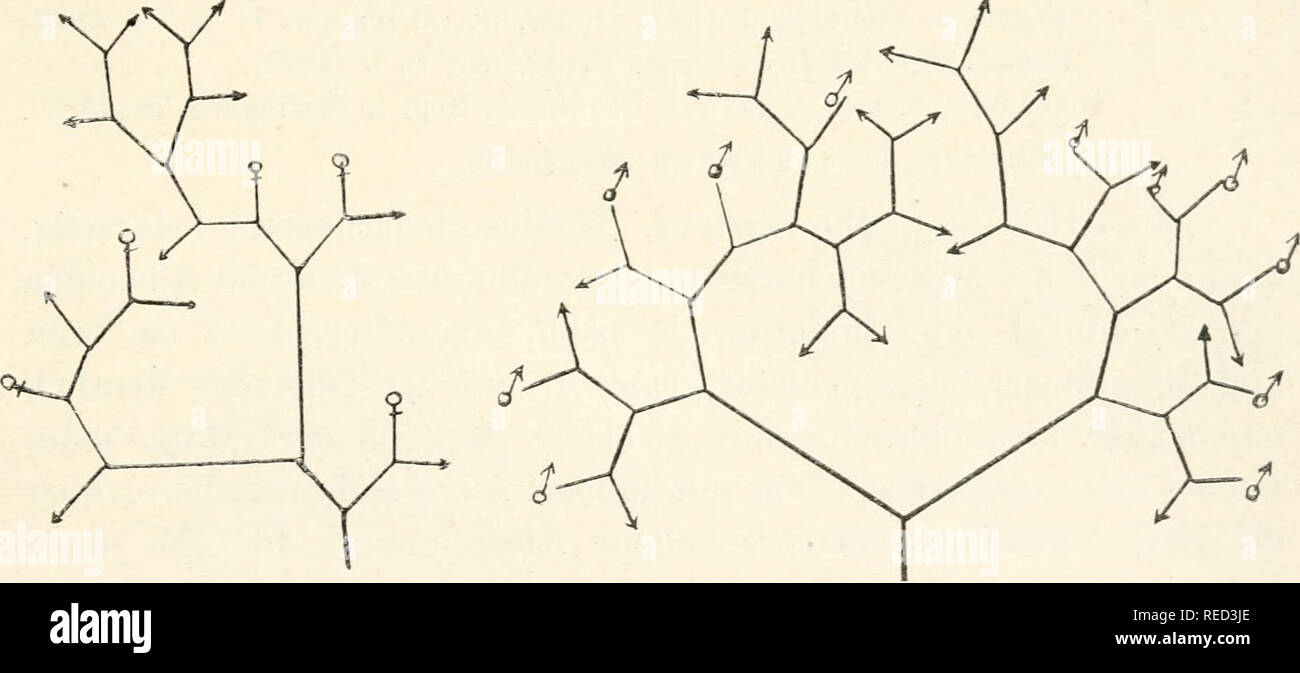 . Dr. L. Rabenhorst's Kryptogamen-Flora von Deutschland, Oesterreich und der Schweiz. Cryptogams -- Germany; Cryptogams -- Austria; Cryptogams -- Switzerland. FegdteUa. 283 die liiMuiig- der bei der UinoTenziiiig der Coni])0,siteiiveihe aiLsschlaggebendeii 9 liiflorescenzeii aus einem Zweigsystem von 8 Ästen wurde erst vor kurzem durch Cavers') erkannt. Hiernach ist nun Fegatella ebenso sielier eine Com- positengattung, wie Lumdaria und andere. Einen wesentlichen Unterschied zeiut Fegdtella aber doch vor den übrigen Gattungen ihrer Eeihe: sie biklet stets nur ein Archegonium in jeder Hülle. Du Stock Photo