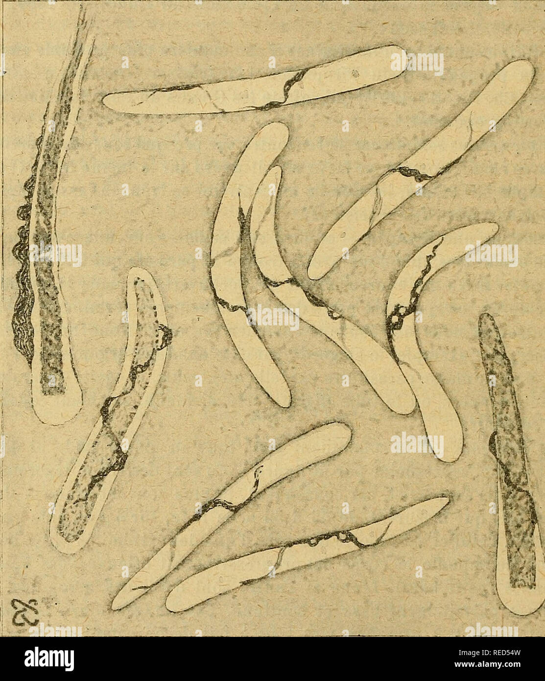 . Comptes rendus des sÃ©ances de la SociÃ©tÃ© de biologie et de ses filiales. Biology. 136 SOCIÃTÃ DE BIOLOGIE surface â un trajet hÃ©licoÃ¯dal Ã pas trÃ¨s long, d'un tour environ. Dans ce traclus, se voient souvent des taches blanches et rondes qui donnent l'impression de trous. C'est lÃ absolument tout ce que l'on distingue dans la presque totalitÃ©. JiG. 1. â CryjHoplasma rhipicephali. Vap. osmiques, Giemsa. X 1000. Les parasites dont le contenu n'est pas colorÃ© sont ceux du centre du frottis. Les autres, dÃ©formÃ©s et Ã©crasÃ©s par brusque dessiccation, sont de la marge. des Ã©lÃ©ments de Stock Photo