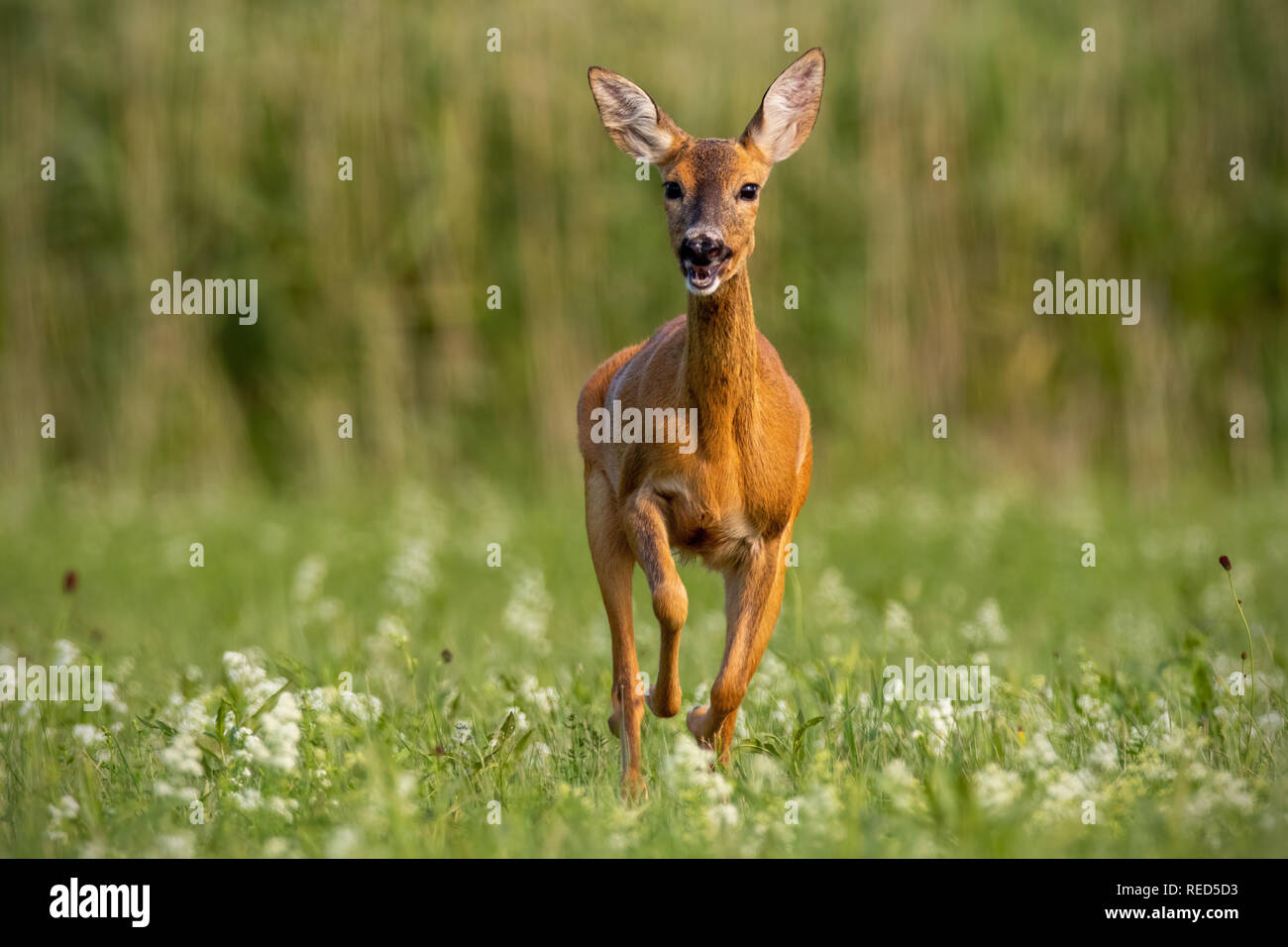 Roe deer, capreolus caprelous, running acros meadow with wildflowers. Stock Photo