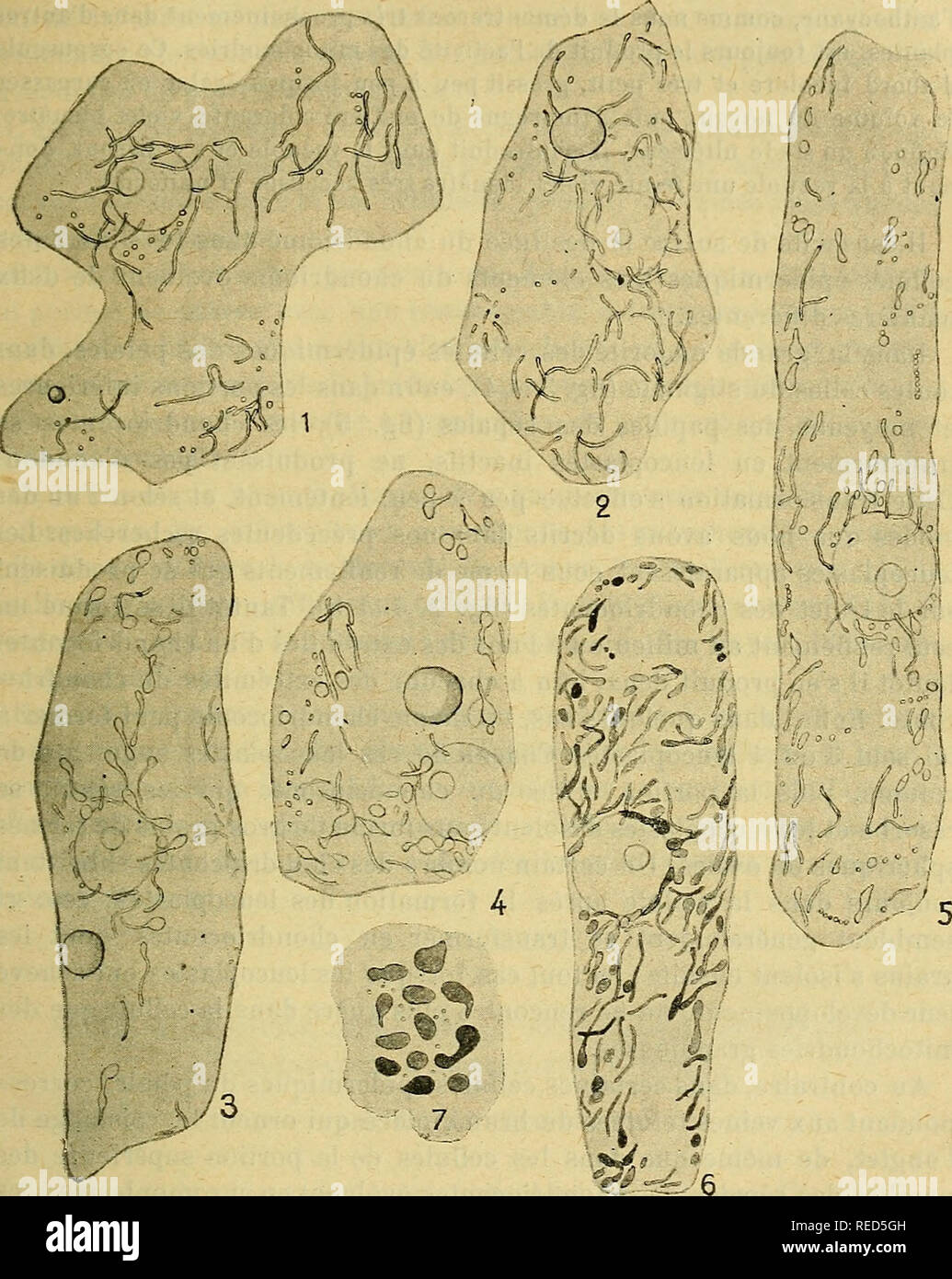 . Comptes rendus des séances de la Société de biologie et de ses filiales. Biology. SÉANCE DU 14 JUIN 1281. Fig. 1 et 2, cellules très jeunes de l'épidémie d'un pétale. En dehors du chon- driome, on aperçoit un cyanoplaste très petit dan31 et assez gros dans 2. Fig. 3 et 4, cellules épidermiques plus âgées où les chondriocoutes forment dos leucoplastes. Fig. 5, cellules dune papille des sépales aux transformations des chondriocontes en leucoplastes. Fig. 6, cellules de la partie supérieure d'une papille avec transformation des chon- driocontes en chromoplastes jaunes; teintés ici en gris. Fig. Stock Photo