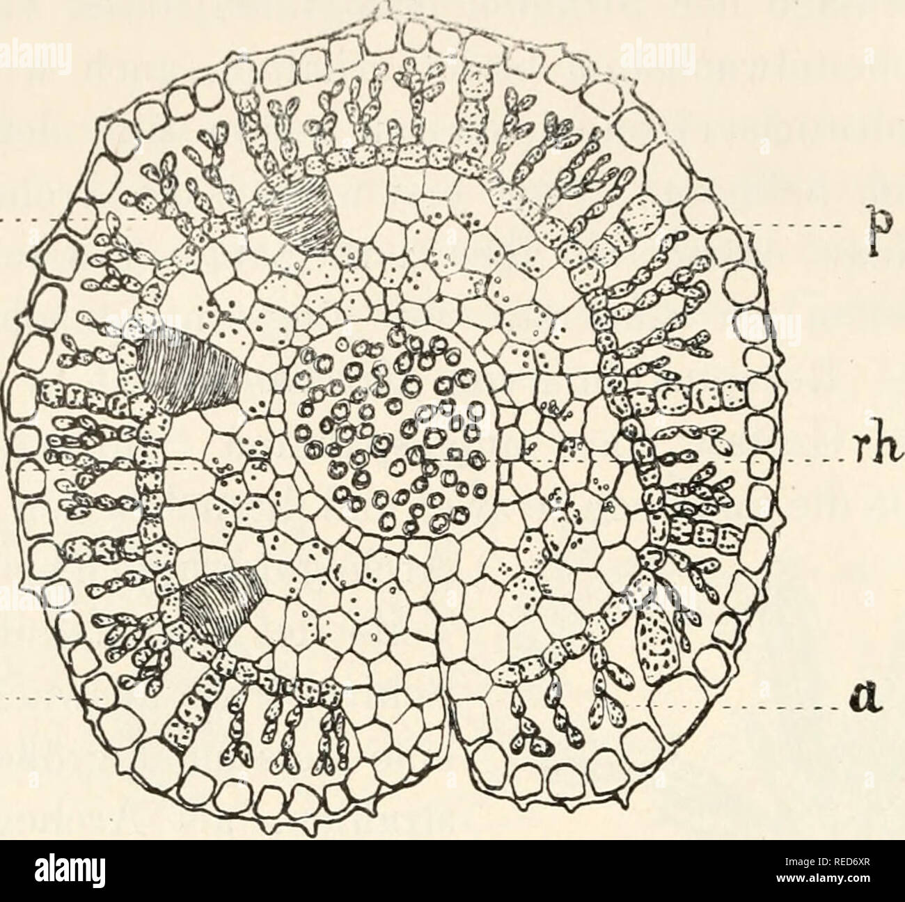 . Dr. L. Rabenhorst's Kryptogamen-Flora von Deutschland, Oesterreich und der Schweiz. Cryptogams -- Germany; Cryptogams -- Austria; Cryptogams -- Switzerland. 70 Gesch lecliUorgane fA rch egonienj. Sek sl. Fig. 57. Marchantia polymorpha. Querschnitt durch einen Strahl der weiblichen Inflorescenz. a= chlorophyllhaliige Zellsprossungen ; e = Epidermiszellen ; p = Kammerwände ; seh = Schleinizellen; st = Stärkekörner im Grundgewebe; rh =^ ZäpfchenrhizoYden. Verg. i*^/j.. Please note that these images are extracted from scanned page images that may have been digitally enhanced for readability - co Stock Photo