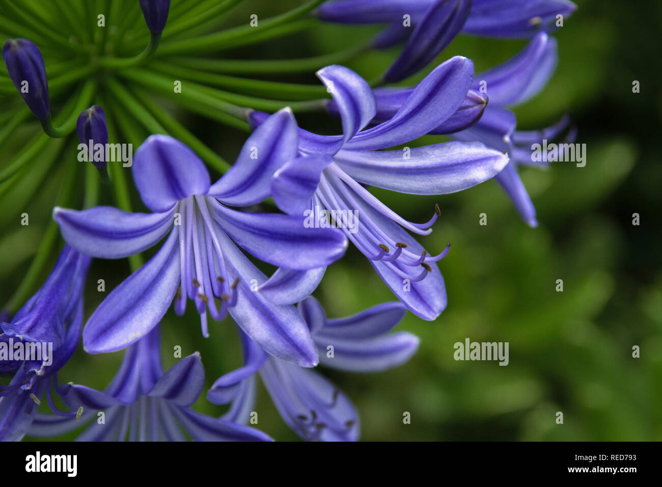 Agapanthus purple cloud, African lily Stock Photo - Alamy