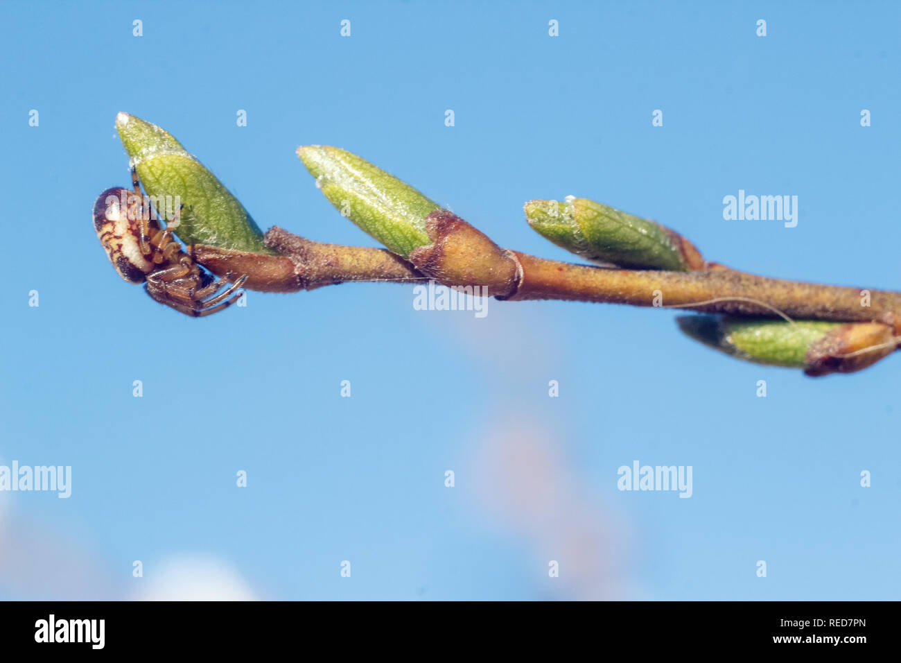 Close-up photo of spring young fresh leaves on tree branches with buds ...