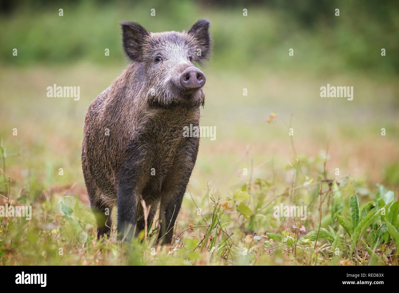 Curious wild boar, sus scrofa, sniffing for danger on hayfield in daylight. Stock Photo