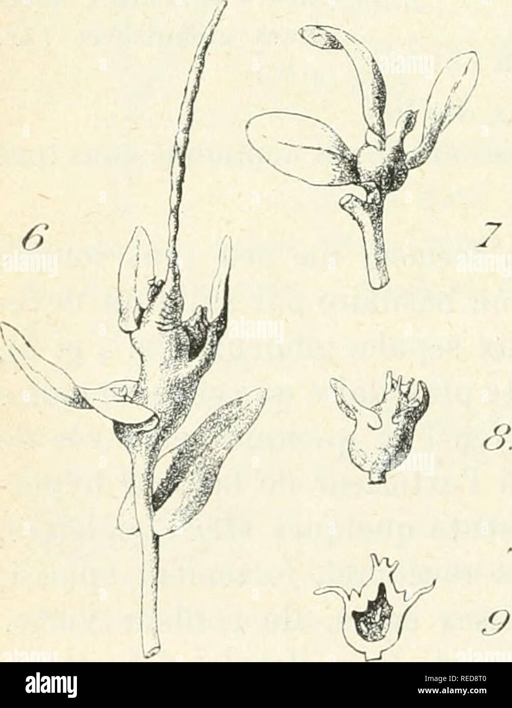 . Compte rendu. Science; Science -- Congresses. Diptérocécidie florale de Moricandia arvensis var. sujffruticosa. Fig. 4- — Aspect d'une fleur saine ( gr. 0,8). Fig. 5. Inflorescence et fleur parasitée ( gr. 0,8).. Diptérocécidie caulinaire de Morican- dia arvensis var. suffruticosa. Fig. 6. — Galle située dans Tinflores- cence(gr. 0,8). Fig. 7. — Région terminale parasitée d'un rameau jeune ( gr. 0,8). Fig. S. — Cécidie terminale de forme globuleuse ( gr. 0,8). Fig. 9. — Section longitudinale de la galle précédente (gr. 0,8).. Please note that these images are extracted from scanned page imag Stock Photo