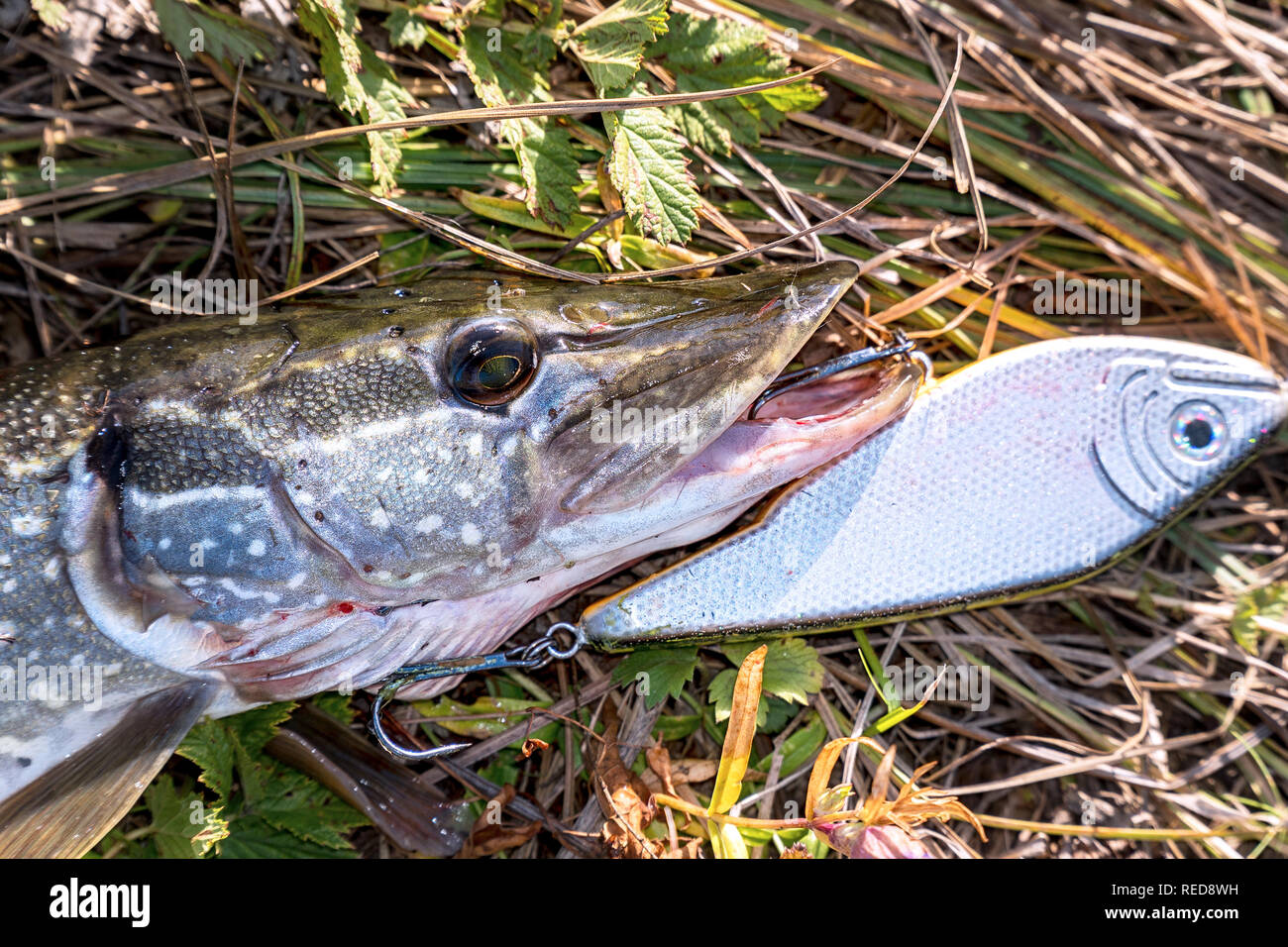 Pike on grass with bait in a mouth Stock Photo