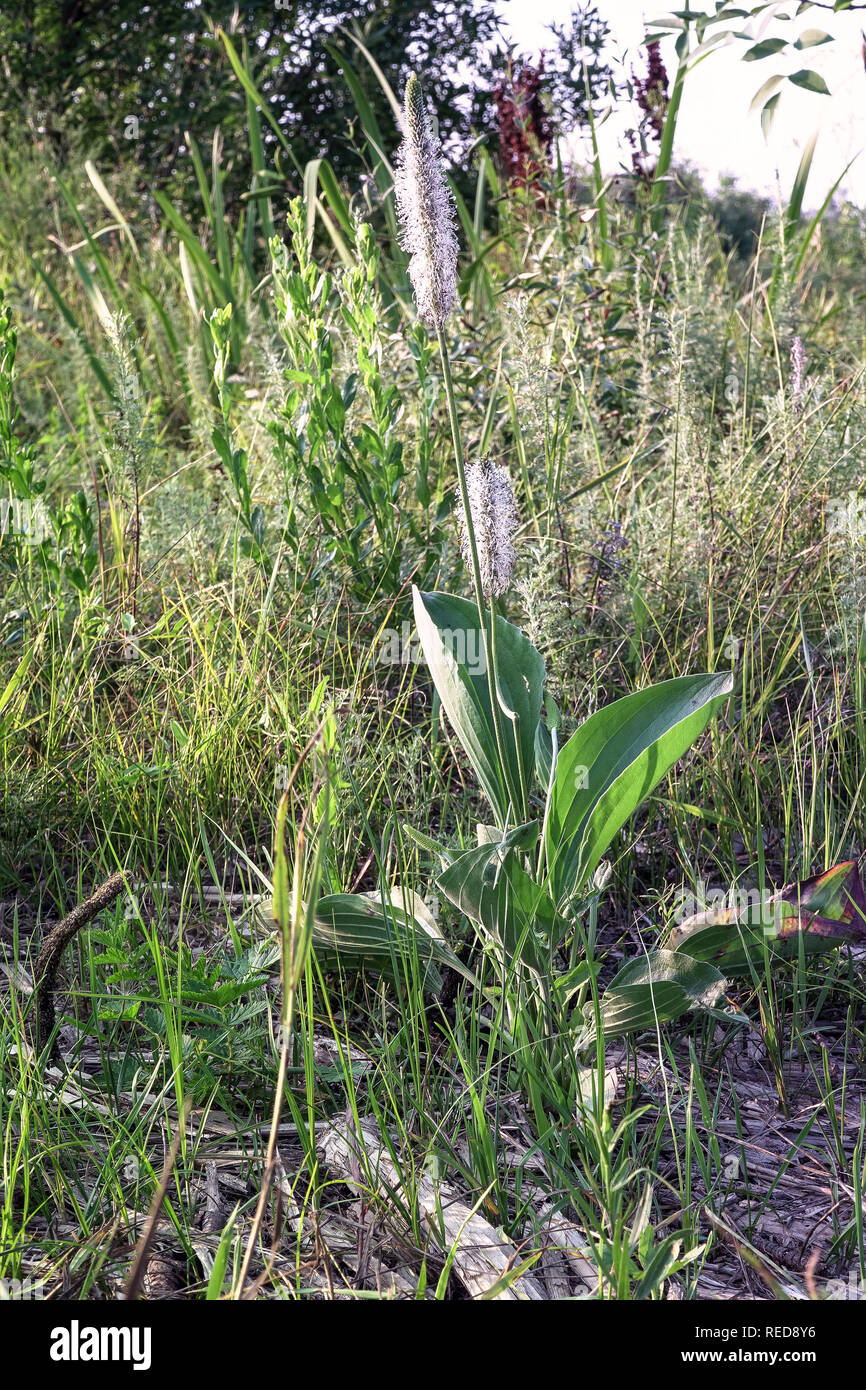Medicinal Plantain plant on a natural background in a meadow Stock Photo