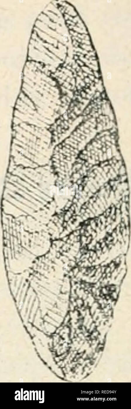 Ornement pour harnais de cheval - Bronze - XIXe siècle