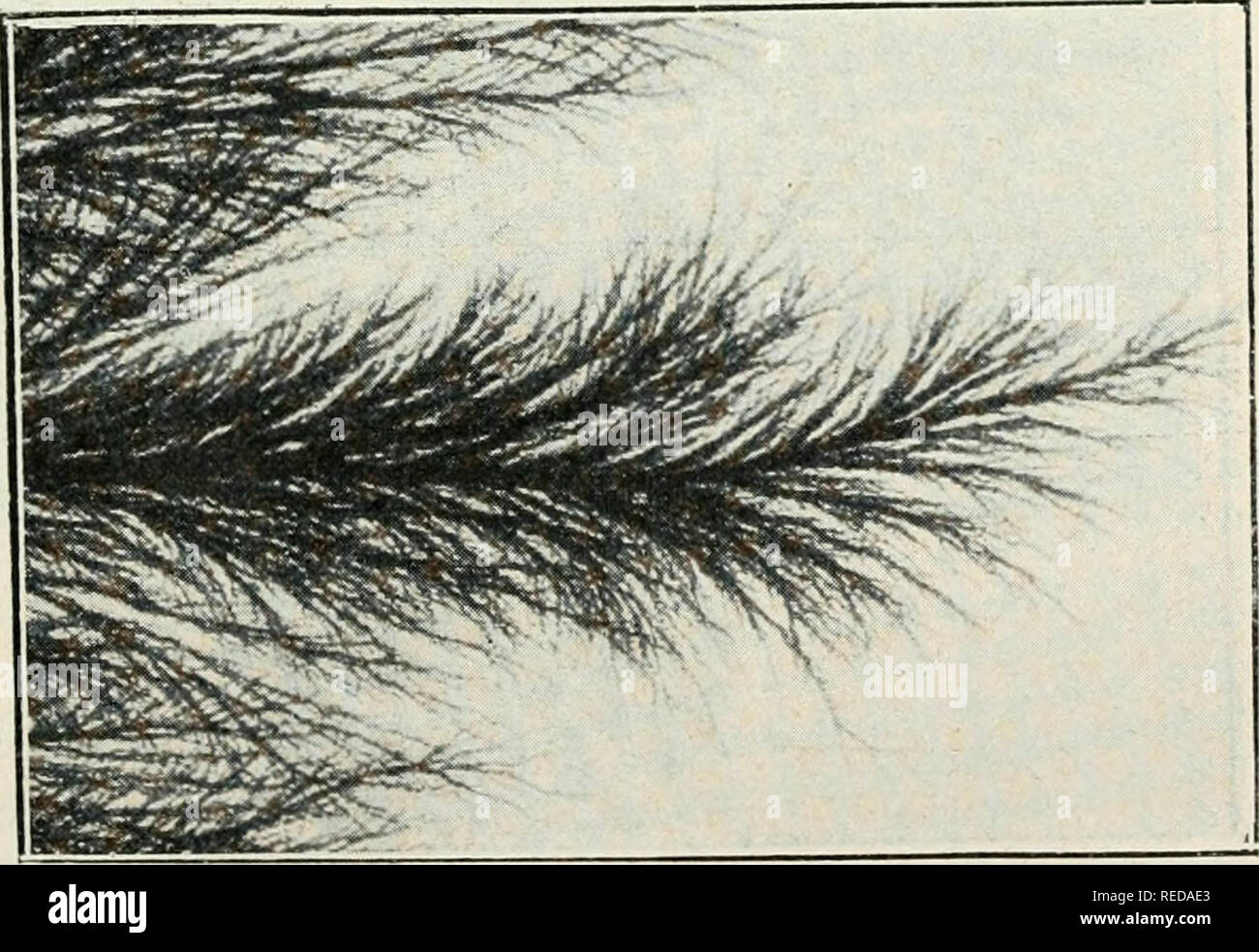 . Compte rendu. Science; Science -- Congresses. h'araday, STÃPHANK l.HIMC. I.A STIUCriHI': 1) V >'A.I IQT K. 1 If) l'effet périodique qui constitue la lumière, (^luuiiic planète est un centre dynamique à Têtard de ses satellites. Ainsi ([r la lOduliV' toute charge électrique est un centre de forces rayonnantes centripètes el centrifuoes. Il (^st facile de faire de ce centre un foyer d>mission pério- dique. Les pôles magnétiques sont des centres dynamiques analogues aux pôles électriques. Chaque poifit d'électrode est un centre dynamique dans un élec- trolyte. Dans un liq Stock Photo