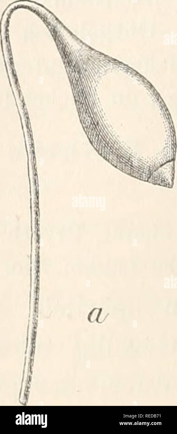 . Dr. L. Rabenhorst's Kryptogamen-Flora von Deutschland, Oesterreich und der Schweiz. Cryptogams -- Germany; Cryptogams -- Austria; Cryptogams -- Switzerland. ^mp-' 1 n u c Q C r. Bryum luridum Euthe. a Kapsel » b Peristom ±^^- (die Zwischenwände der unteren Lamellen sind in der Zeichnung nicht angedeutet). 0,05 mm. Peristom dicht au der Mündung inserirt; Zähne genähert, bis 0,45 Millimeter lang, lin ealisch- pfriemenförmig, allmäh- lich verschmälert, satt- gelb (auch an der In- sertion), ungesäumt, fein punktirt, im oberen Drit- tel hyalin, mit zerstreuten Papillen und schmal ge- säumt; unter Stock Photo