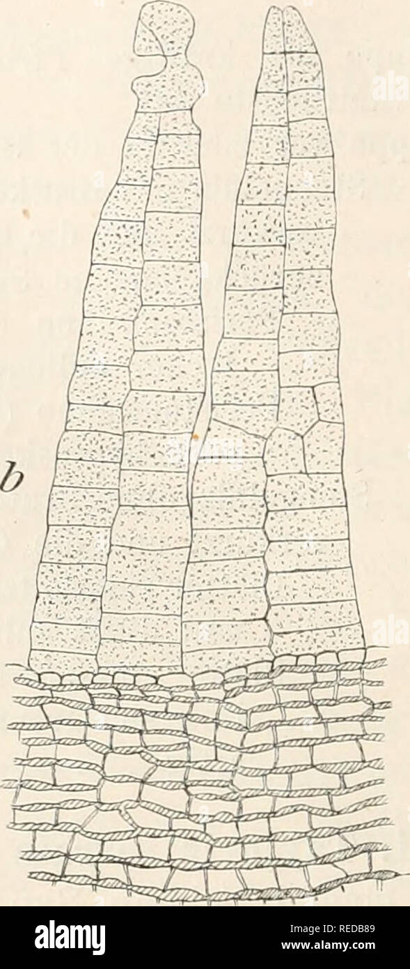 Dr. L. Rabenhorst's Kryptogamen-Flora von Deutschland, Oesterreich und der  Schweiz. Cryptogams -- Germany; Cryptogams -- Austria; Cryptogams --  Switzerland. Tayloria serrata (Hedw.). a Habitusbild, Haube und ent-  deckelte Kapsel |, Peristom