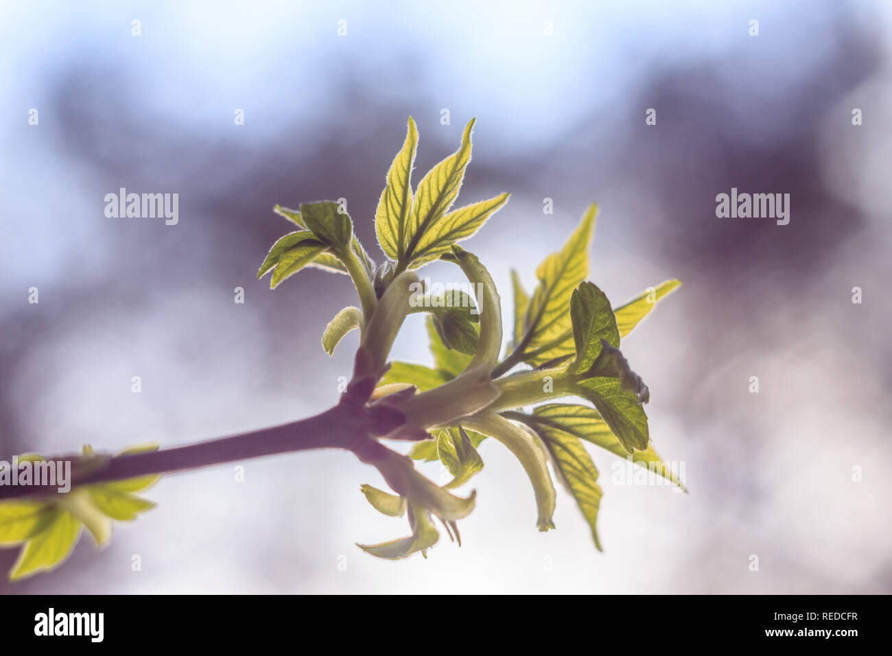 Close-up photo of spring young fresh leaves on tree branches with buds ...