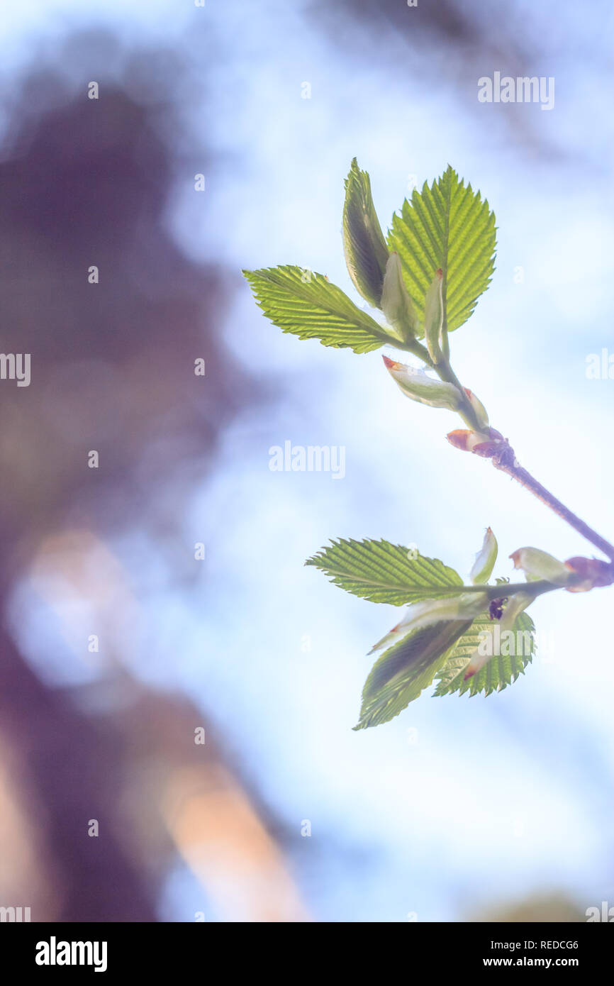 Close-up photo of spring young fresh leaves on tree branches with buds ...