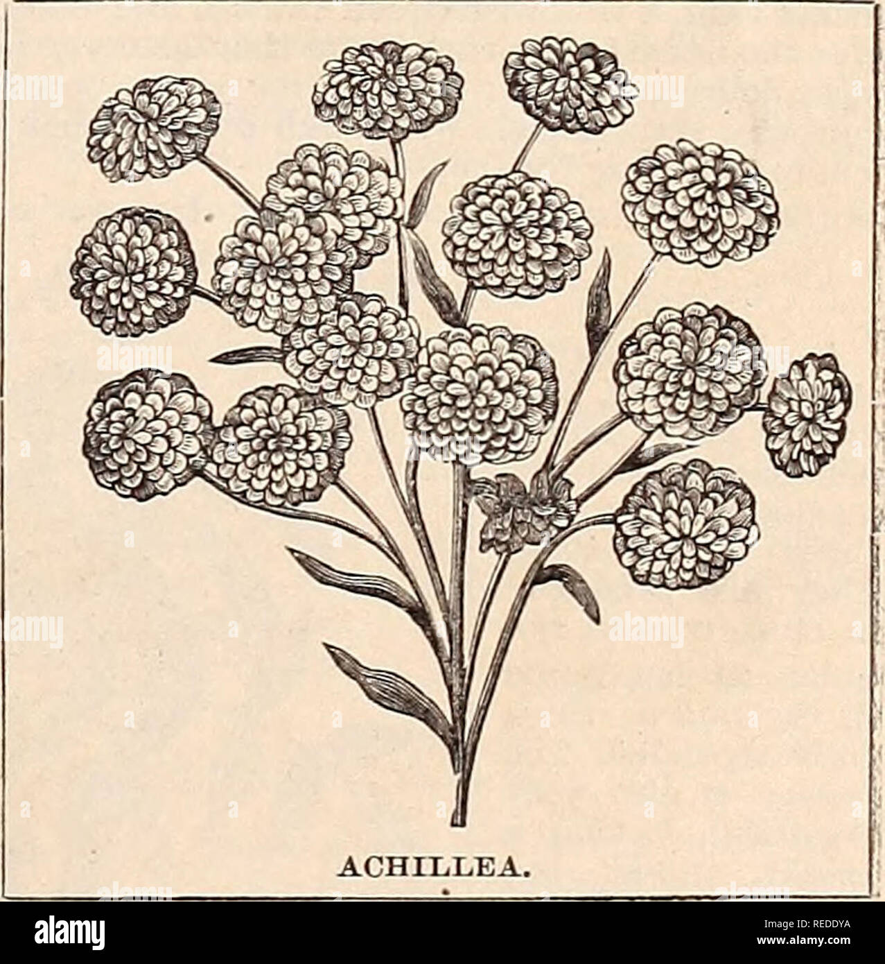 . Compliments of the season. Seeds Catalogs; Flowers Catalogs; Bulbs (Plants) Catalogs; Fruit Catalogs. brightest shades of crimson, scarlet and orange. This variety is also known as the Japan and Boston Ivy   25- Ampelopsis quinquefolia, or Virginia Creeper, some- times called American Ivy and Woodbine; a very rapid grower, leaves turning to a crimson in autumn. This is a native plant, and the hardiest, most rapid growing climber we have 20' ACHILLEA. A very fine free-flow- ering hardy perennial, particularly adapted to plant among rock- work, or in situations where more tender plants will no Stock Photo