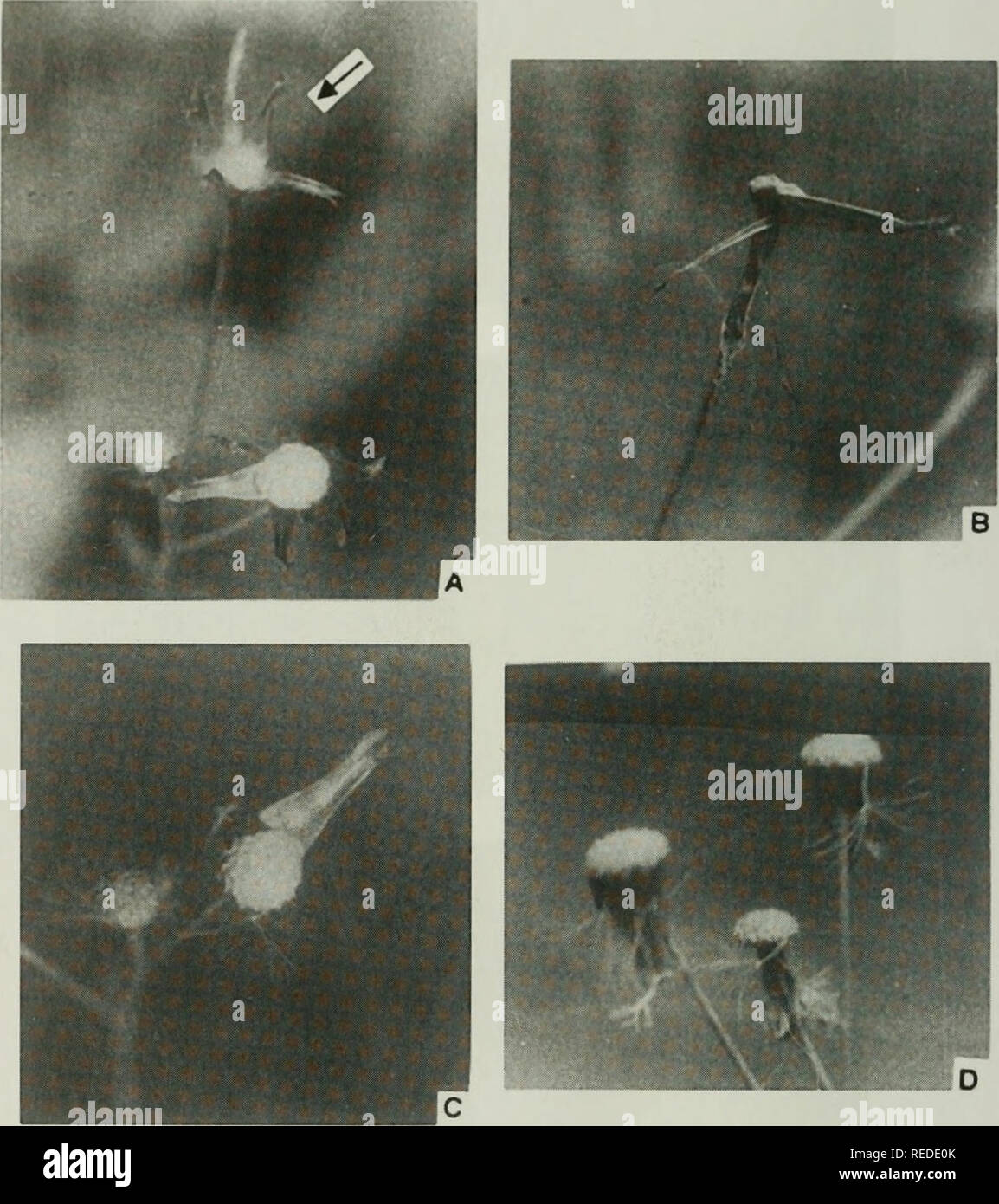 . Compositae newsletter. Compositae. 122 Comp. Newsl. 42, 2005. Fig. 4. Capitulum development in Emilia (contd.). A: No receptacle reflexing (with arrow) Partial receptacle reflexing (without arrow) B: Partial receptacle reflexing C: Partial receptacle reflexing D: Total receptacle reflexing. Please note that these images are extracted from scanned page images that may have been digitally enhanced for readability - coloration and appearance of these illustrations may not perfectly resemble the original work.. Naturhistoriska riksmuseet (Sweden). Dept. of Phanerogamic Botany. Columbus, Ohio : D Stock Photo
