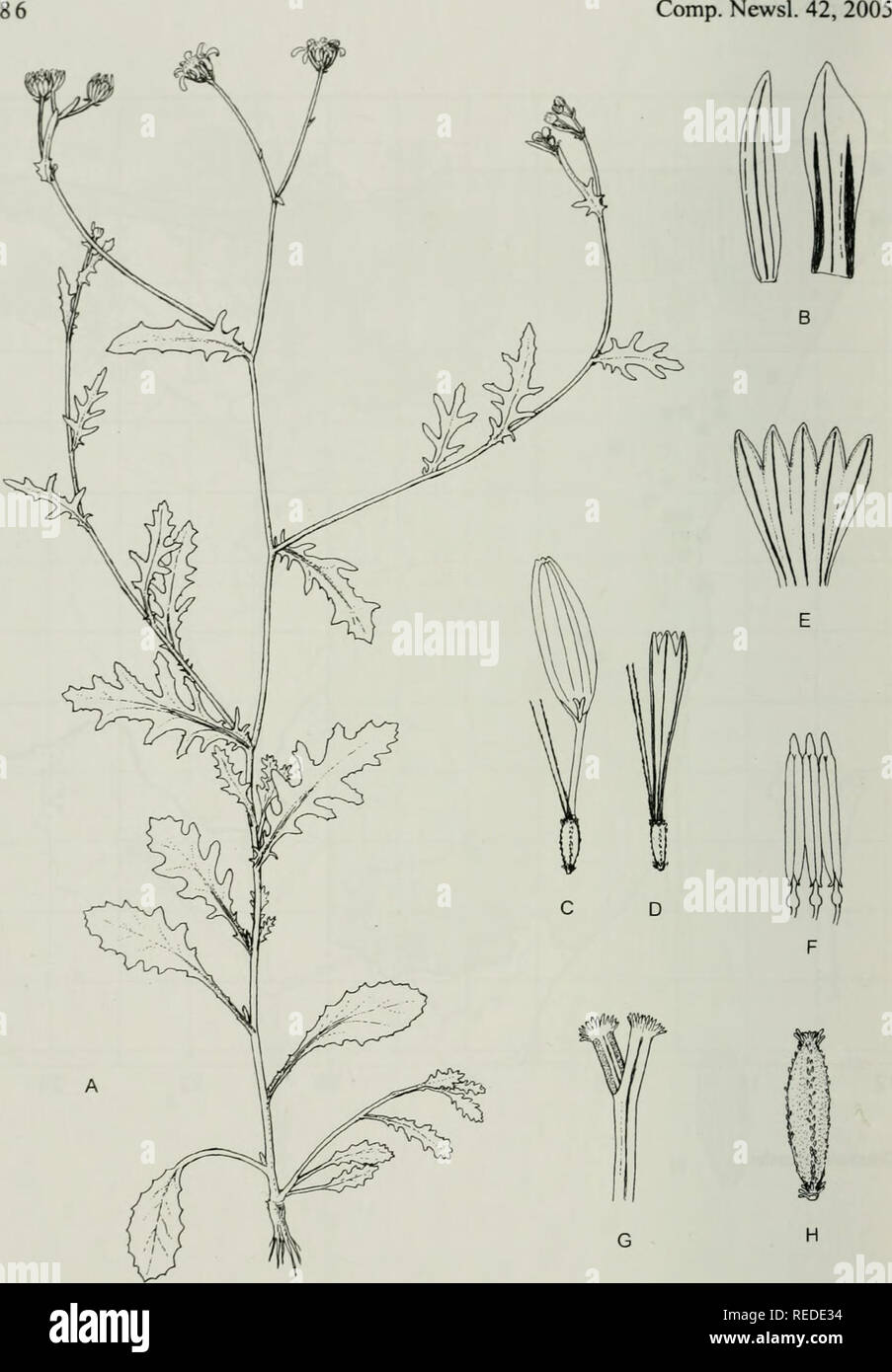. Compositae newsletter. Compositae. Fig. 3. Mesogramma apiifolium DC. A Habit, x Vi. B Outer and inner involucral bract, x 5. C Ray-floret, x 5. D Disc-floret, X 5. E Corolla of disc-floret laid out,x 10. F Anthers, x 10. G Style branches of disc- floret, X 20. H Cypsela of ray-floret, x 20. Nordenstam 925 (S). Del. B. Nordenstam.. Please note that these images are extracted from scanned page images that may have been digitally enhanced for readability - coloration and appearance of these illustrations may not perfectly resemble the original work.. Naturhistoriska riksmuseet (Sweden). Dept. o Stock Photo