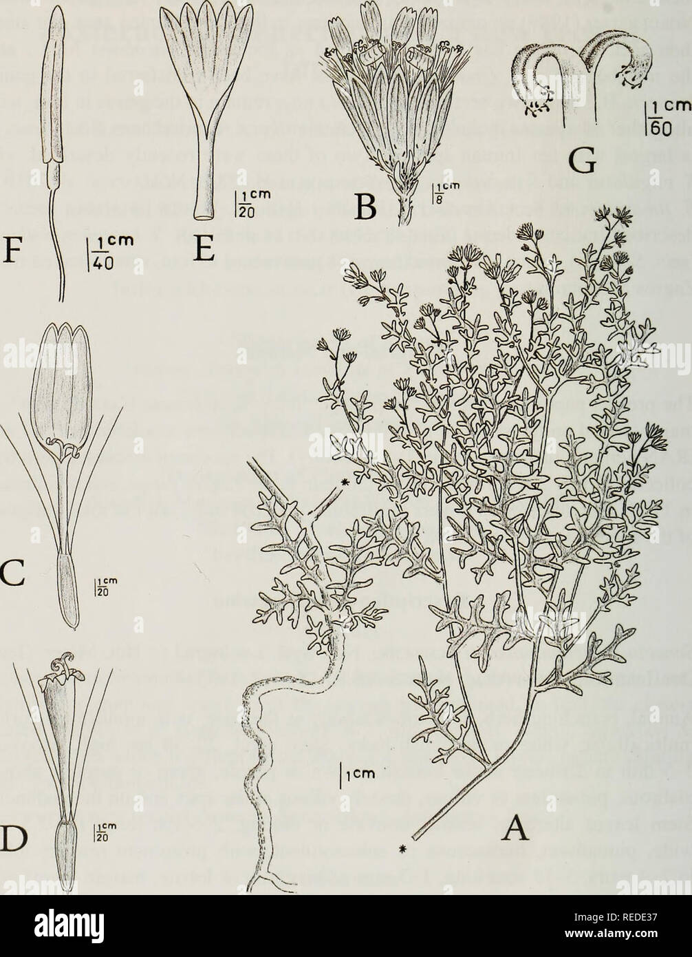 . Compositae newsletter. Compositae. 58 Comp. Newsl. 49, 2011. Fig. 1. Senecio krascheninnikovii Schischk. (Ghareman et al. 26354, TUH). A. Habit, B. Capitulum, C. Ray floret, D. Hermaphroditic disk floret, E. Corolla of disk floret, F. Stamen, G. Style branch of disk floret.. Please note that these images are extracted from scanned page images that may have been digitally enhanced for readability - coloration and appearance of these illustrations may not perfectly resemble the original work.. Naturhistoriska riksmuseet (Sweden). Dept. of Phanerogamic Botany. [Columbus, Ohio? : Dept. of Botany Stock Photo