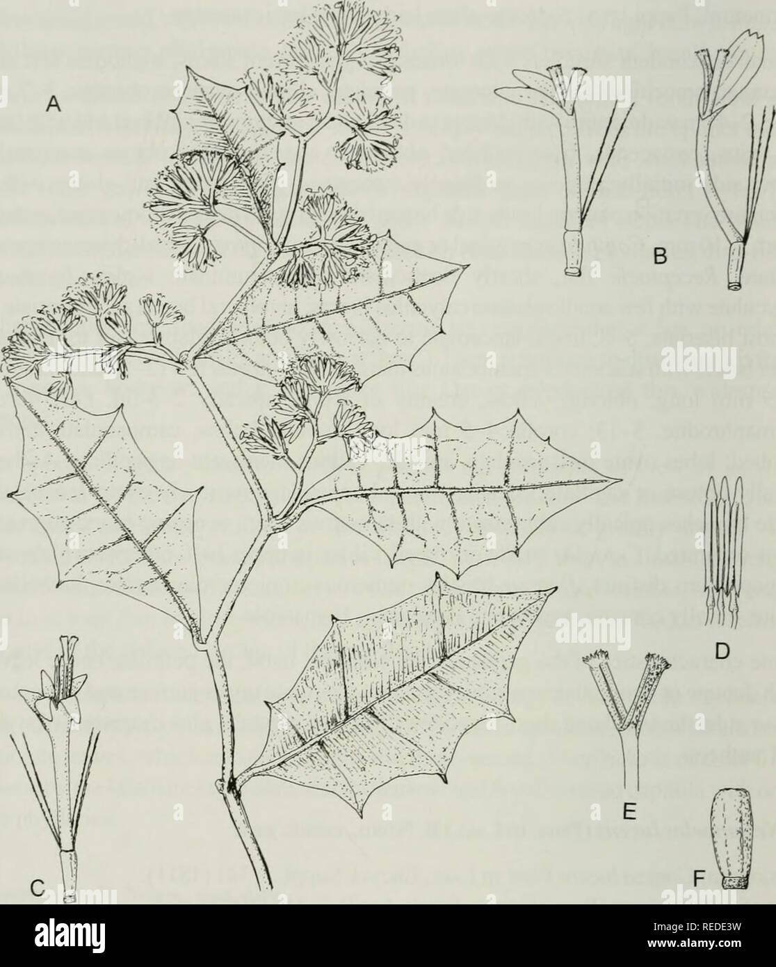 . Compositae newsletter. Compositae. 60 Comp. Newsl. 44, 2006. Fig. 2. Nesampelos hotteana (Urb. &amp; Ekman) B. Nord. A Portion of plant,x 1. B Ray-florets, x 6. C Disc-floret, x 6. D Stamens, x 12. E Style branches of disc-floret, x 12. F Cypsela, x 12. (Ekman H7430 in S, t&gt;'pus). Del. B. NORDENSTAM.. Please note that these images are extracted from scanned page images that may have been digitally enhanced for readability - coloration and appearance of these illustrations may not perfectly resemble the original work.. Naturhistoriska riksmuseet (Sweden). Dept. of Phanerogamic Botany. Colu Stock Photo