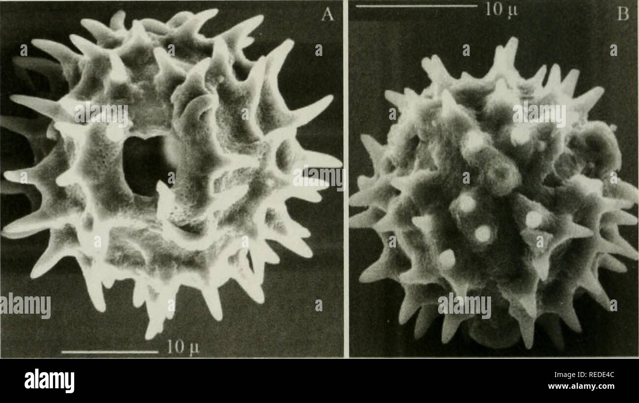 . Compositae newsletter. Compositae. 74 Comp. Newsl. 46, 2008. Fig. 5. Scanning Electron Micrographs (SEM) of pollen of Vernonia arborea var. javanica DC. (Sri Lanka, Madulkelle, TBW-1999, K): A. Equatorial view of echinate (spiny), sub-lophate and sub-lacunate grain with one of the three colpororate apertures in view (cf. Fig. 1: A in Jones 1981). B. Polar view.. Please note that these images are extracted from scanned page images that may have been digitally enhanced for readability - coloration and appearance of these illustrations may not perfectly resemble the original work.. Naturhistori Stock Photo
