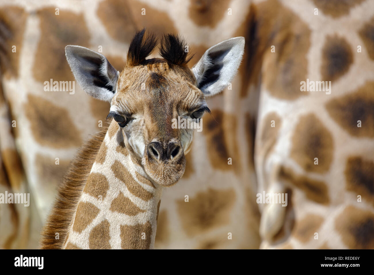 Baby Rothschild's giraffe - Giraffa camelopardalis rothschildi Stock Photo