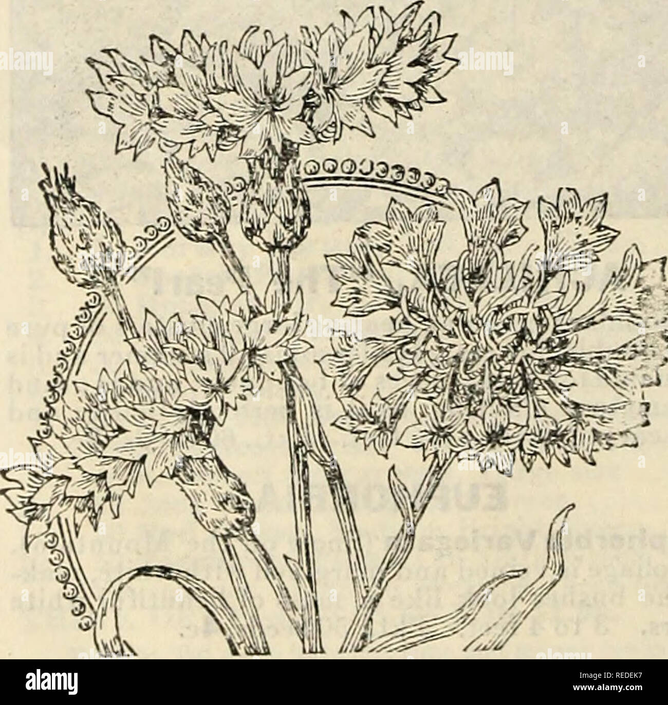. Compliments of Miss Emma V. White. Flowers Seeds Catalogs; Seeds Catalogs; Vegetables Seeds Catalogs. 18â New Brunswick, N. J. â&quot;My Bachelor Buttoni were beautiful. I never before saw such large ones or so many colors.&quot;âGretta C. Bryan. BACHELOR'S BUTTON (Centaurea Cyanus) Also known as &quot;Corn Flower,&quot; &quot;Blue Bottle, and &quot;Ragged Sailor,&quot; The blues with such yel- low flowers as California Poppy, Calendula or other Marigolds make a striking combination. VA feet. Price, each per pkt., 5c; any 3 pkts., 12c. Double Blue. Deep blue, semi-double flow- ers, one of th Stock Photo