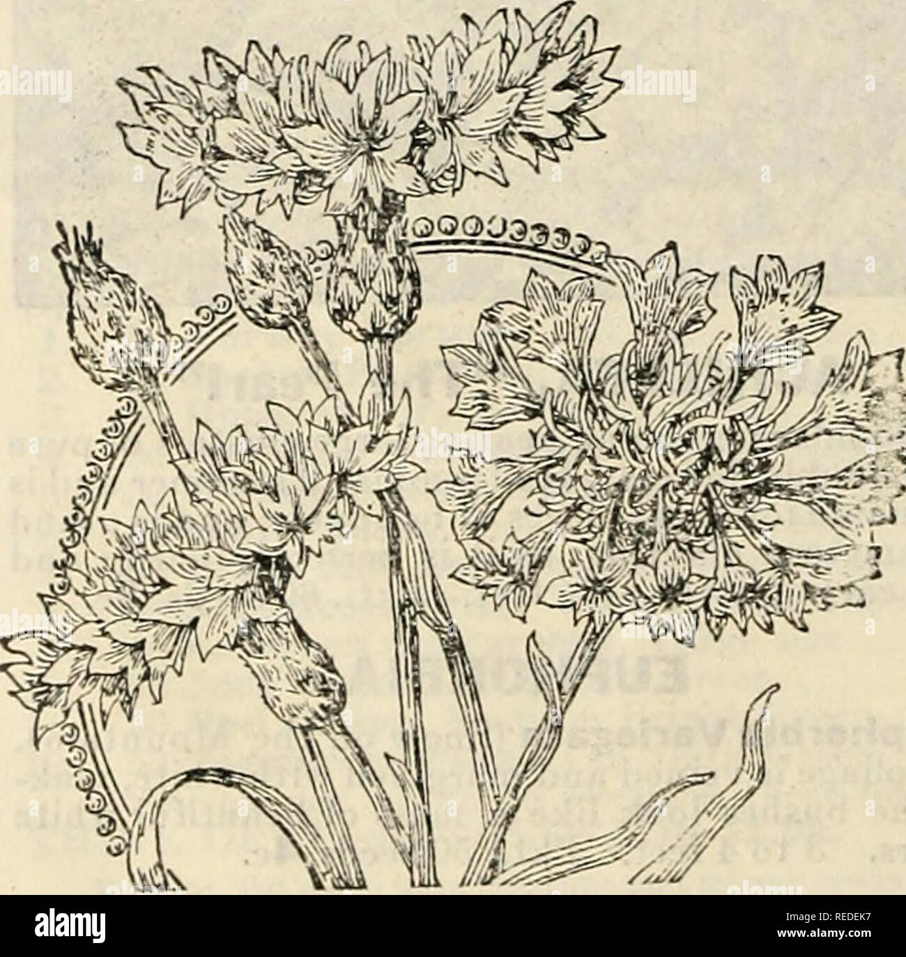 Compliments Of Miss Emma V White Flowers Seeds Catalogs Seeds Catalogs Vegetables Seeds Catalogs 18a New Brunswick N J A Quot My Bachelor Buttoni Were Beautiful I Never Before Saw Such Large Ones Compliments Of Miss Emma V White Flowers Seeds Catalogs Seeds Catalogs Vegetables Seeds Catalogs 18a New Brunswick N J A Quot My Bachelor Buttoni Were Beautiful I Never Before Saw Such Large Ones