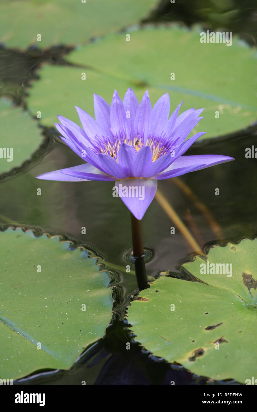 isolated water lily in a pond Stock Photo