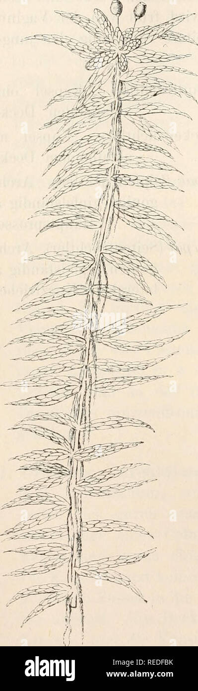 . Dr. L. Rabenhorst's Kryptogamen-Flora von Deutschland, Oesterreich und der Schweiz. Cryptogams -- Germany; Cryptogams -- Austria; Cryptogams -- Switzerland. 86 I. ()rdniing'. S p h a g ii a c e a e. Die Torfmoose bilden eine streng- in sich abgeschlossene Gruppe, die gleichsam als Ueberrest einer früheren Schöpfungsperiode fremd- artig und unvermittelt der übrigen Mooswelt gegenübersteht. Sie Fit. Sphagnum cymbifolium Elirli. Habitusbild in natürlicher Grösse. wachsen in breitpolsterförmigen und schwammigen Rasen, bilden die Massenvegetation in allen Sümpfen und Mooren (kalkreiche Versumpf-  Stock Photo