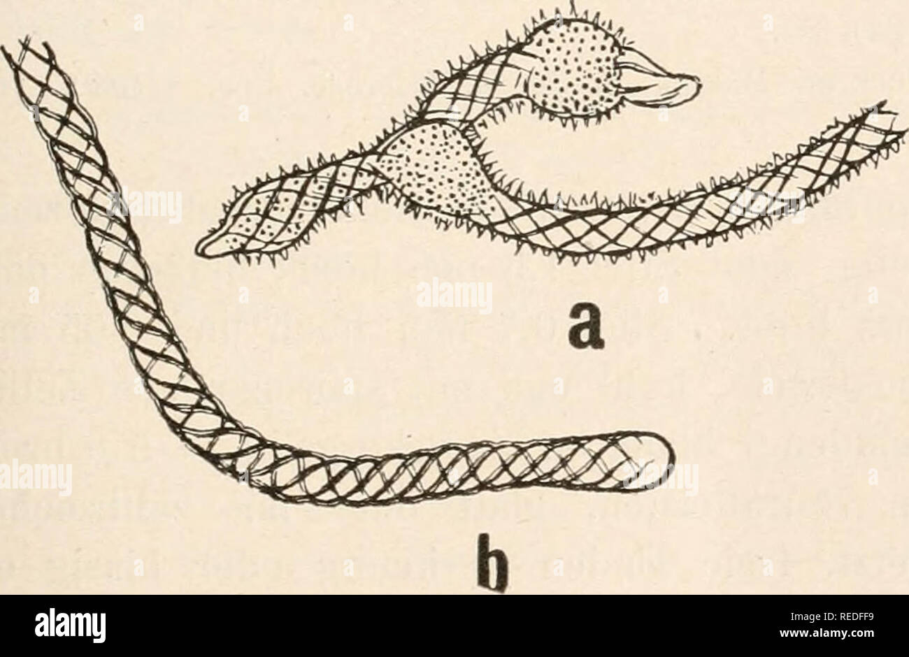 . Dr. L. Rabenhorst's Kryptogamen-Flora von Deutschland, Oesterreich und der Schweiz. Cryptogams -- Germany; Cryptogams -- Austria; Cryptogams -- Switzerland. 361 I, IX 30, Syuouyme: Trichia clavata Pers. in Rom, N. Mag. Bot. I (1794), 90; Rabenhorst Deutschi. Krypt.-Fl. I, 260. Trichia citriiia Schum. Enum. PI. Saell. II (1803), 209. Arcyria decipiens Berkeley in Ann. Mag. Nat. Hist. ser. (1842), 447. Trichia obtusa Wigand in Pringsheira Jahrb. Bot. III (1863), t. 2, fig. 4. Hemiarcyria clavata Rost. Mouogr. (1875), 264, fig. 205, 207, 210, 235; Massee Mouogr., 355; Schröter iu Cohu Krypt.-Fl Stock Photo