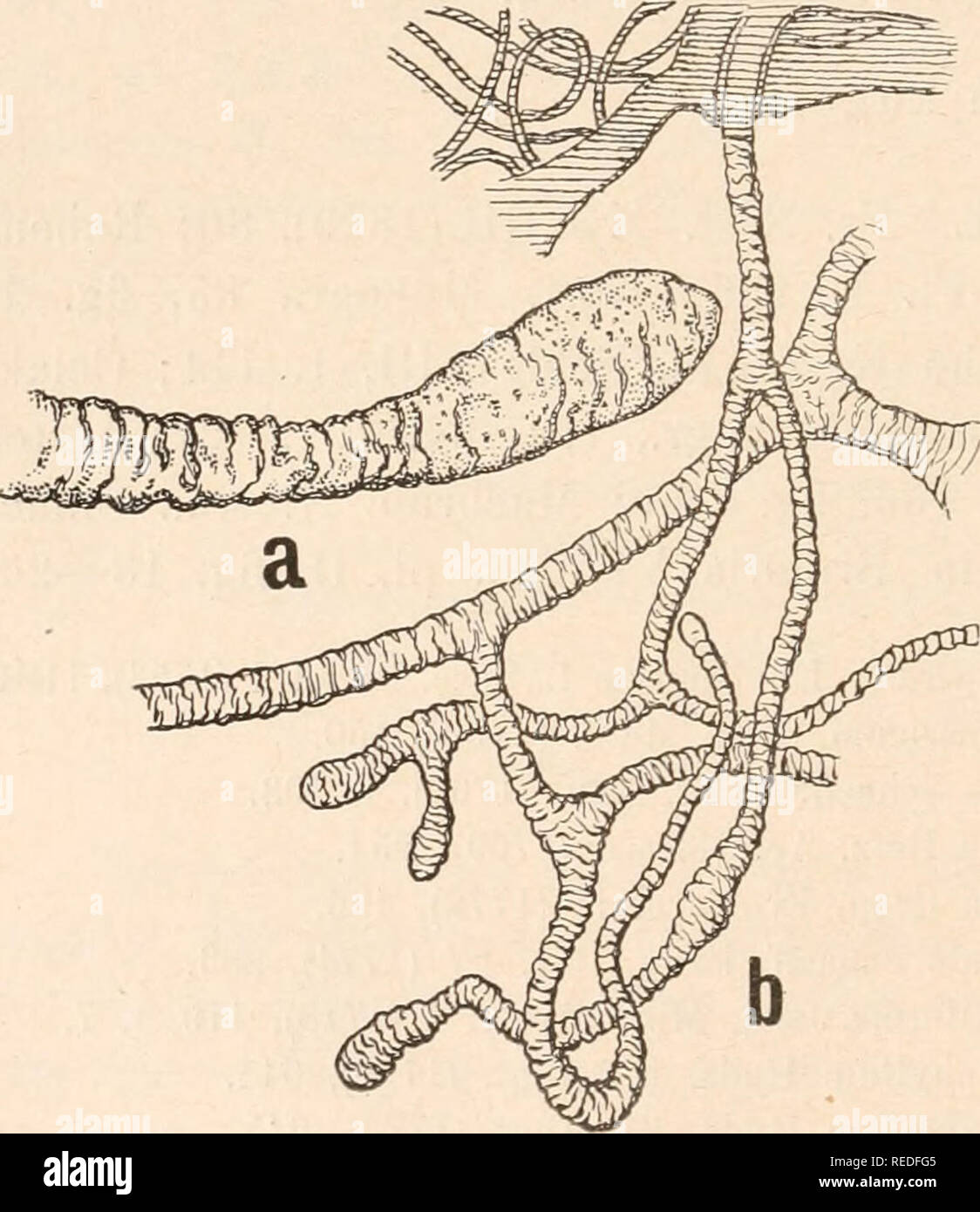 . Dr. L. Rabenhorst's Kryptogamen-Flora von Deutschland, Oesterreich und der Schweiz. Cryptogams -- Germany; Cryptogams -- Austria; Cryptogams -- Switzerland. 326 Reticularia rosea DC. in Bull. Soc. Philoui. 1 (1798). 105, fig. 8, A—C. Lycogala punctata Pers. Syn. (1801), 158. Lycogala ferruginea Schura. PI. Saell. II (1803), 192. Lycogala cinerea Scbum. Enum. PI. Saell. II (1803), 193? Lycogala plumbea Schum. Enum. PI. Sael. II (1803), 193? Reticularia miuiata Poiret in Lani. Encycl Meth. VI (1804), 184. Reticularia punctata Poiret in Lam. Encycl. Meth, VI (1804), 184. Lycogala plumbeum Fr. S Stock Photo