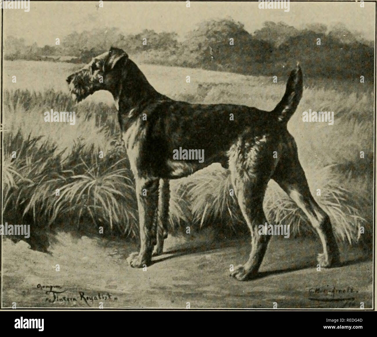 Midland counties airedale terrier club online