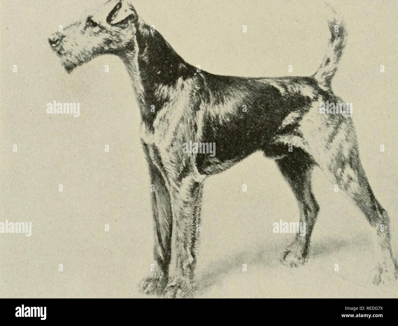 Oorang airedale best sale terrier