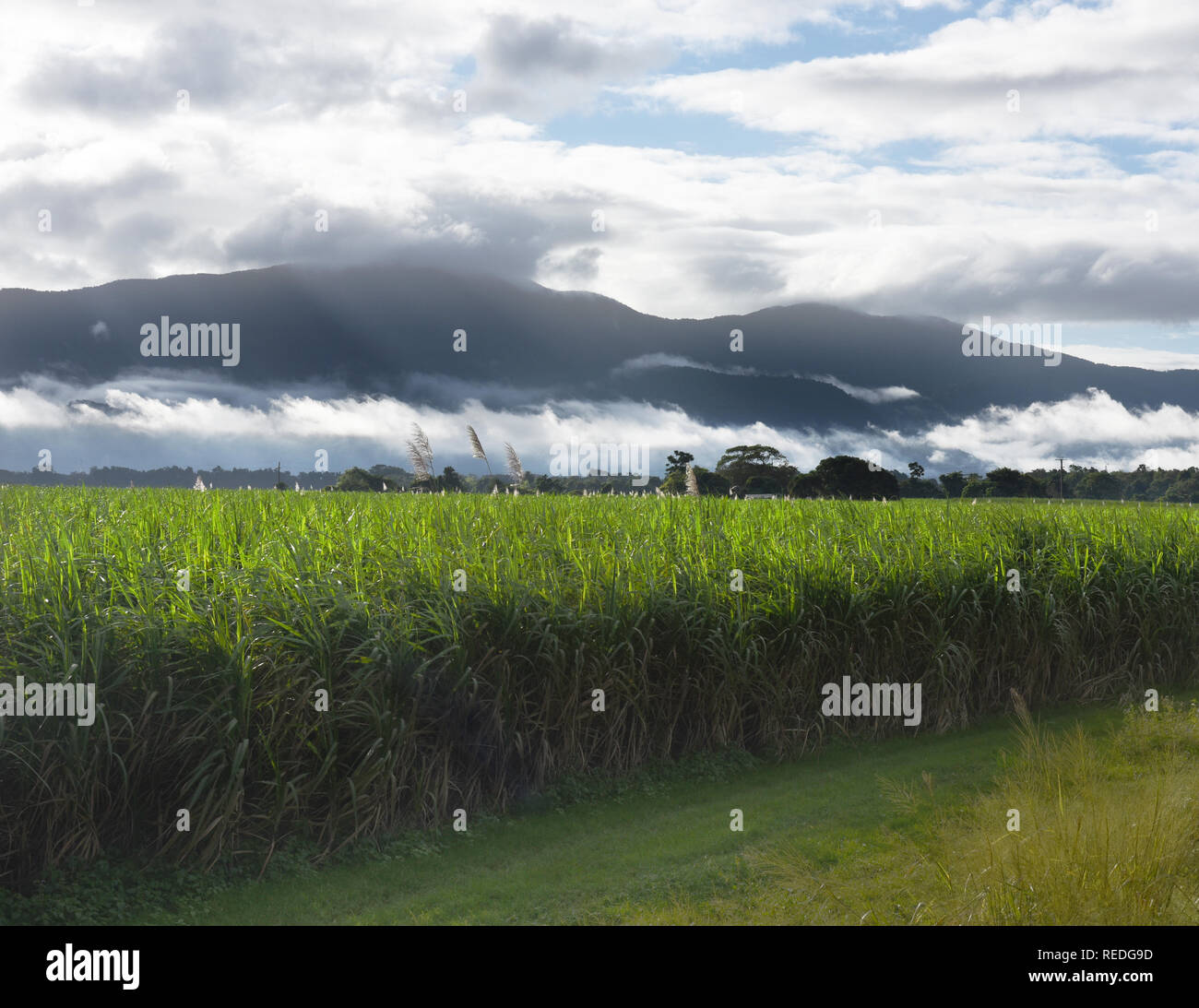 Cane field, Far North Queensland, Australia Stock Photo