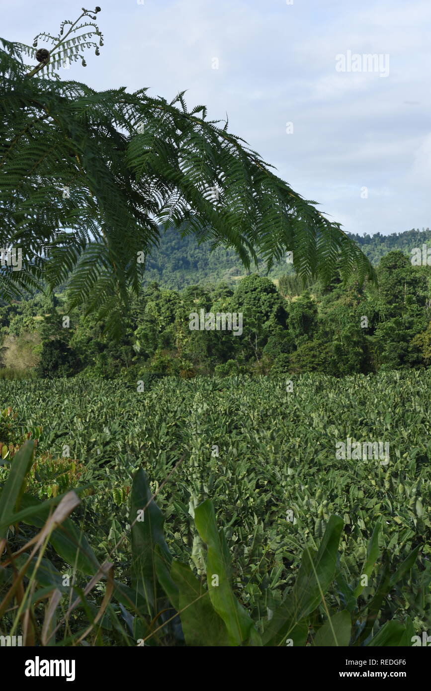 Banana plantation, Far North Queensland, Australia Stock Photo Alamy