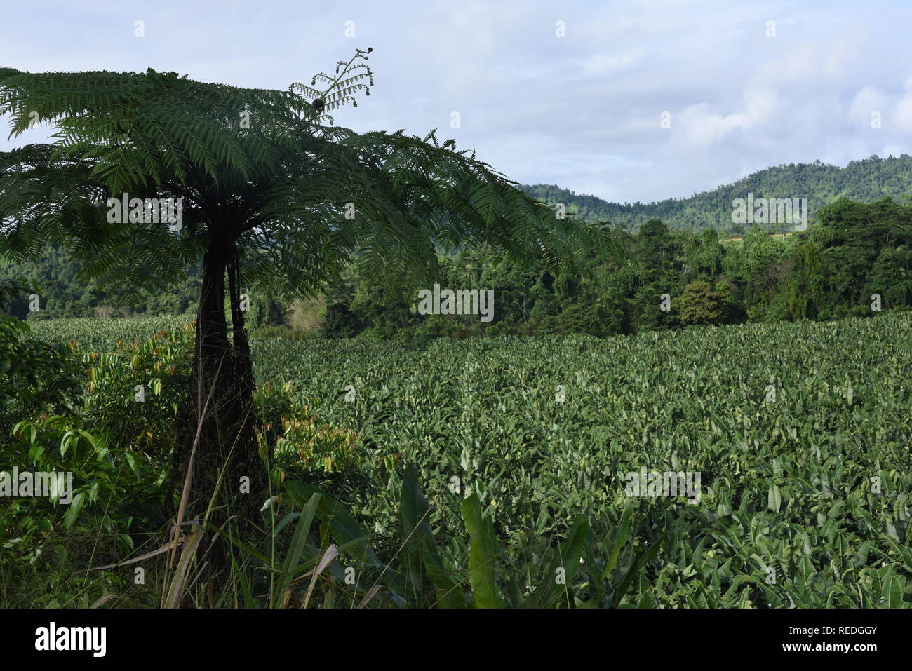 Banana plantation, Far North Queensland, Australia Stock Photo