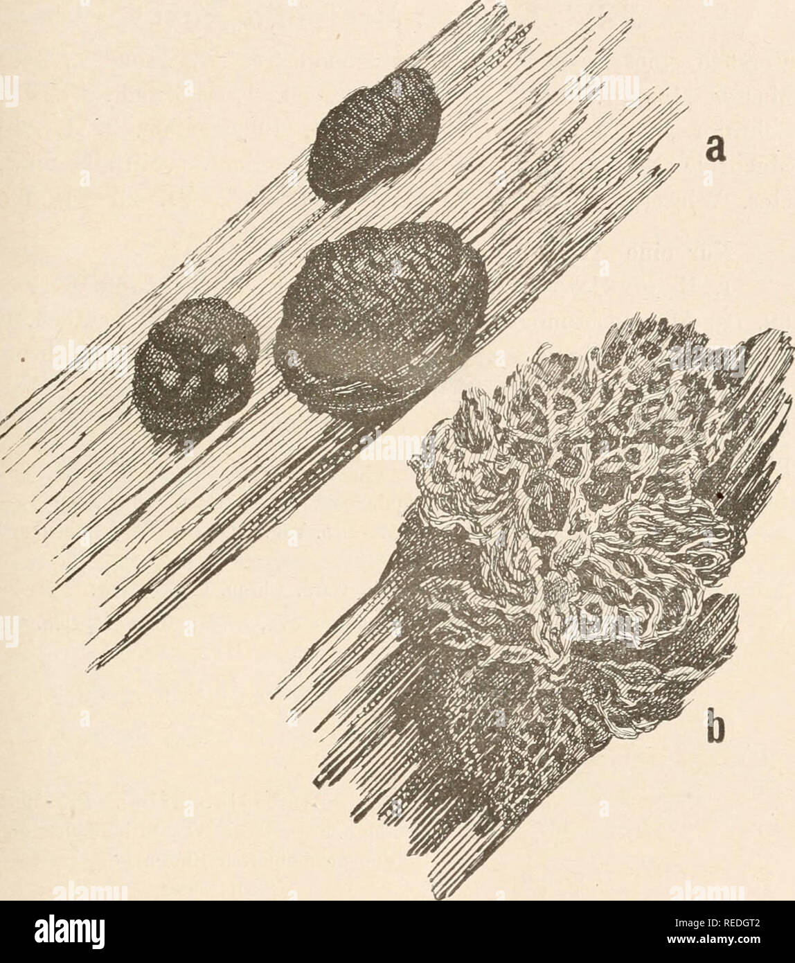 . Dr. L. Rabenhorst's Kryptogamen-Flora von Deutschland, Oesterreich und der Schweiz. Cryptogams -- Germany; Cryptogams -- Austria; Cryptogams -- Switzerland. 275 Syuouyme: Reticularia atra Fr. Syst. Myc. IIl (1829), 86; Eabeu- horst Deutschi. Krypt.-Fl. I, 254. Amaurocliaete atra Eost. Versuch eines Systems der Mycetozoeu (1873), 8, MonogT., 210, fig. 67; Schröter iu Cohu Krypt.-Fl. Schles. III, 1, 115; Massee Monogr., 89; Öelak. Myxom. Böhm., 44; Lister Monogr. ed. 1, 134, pl.^ LI, A, flg. a, b; Schiuz in Mitt. Naturw. Ges. Winterthur L 77,. Fig. 109. Amaurochaete fuligiuosa (Sowbery) Macbr Stock Photo